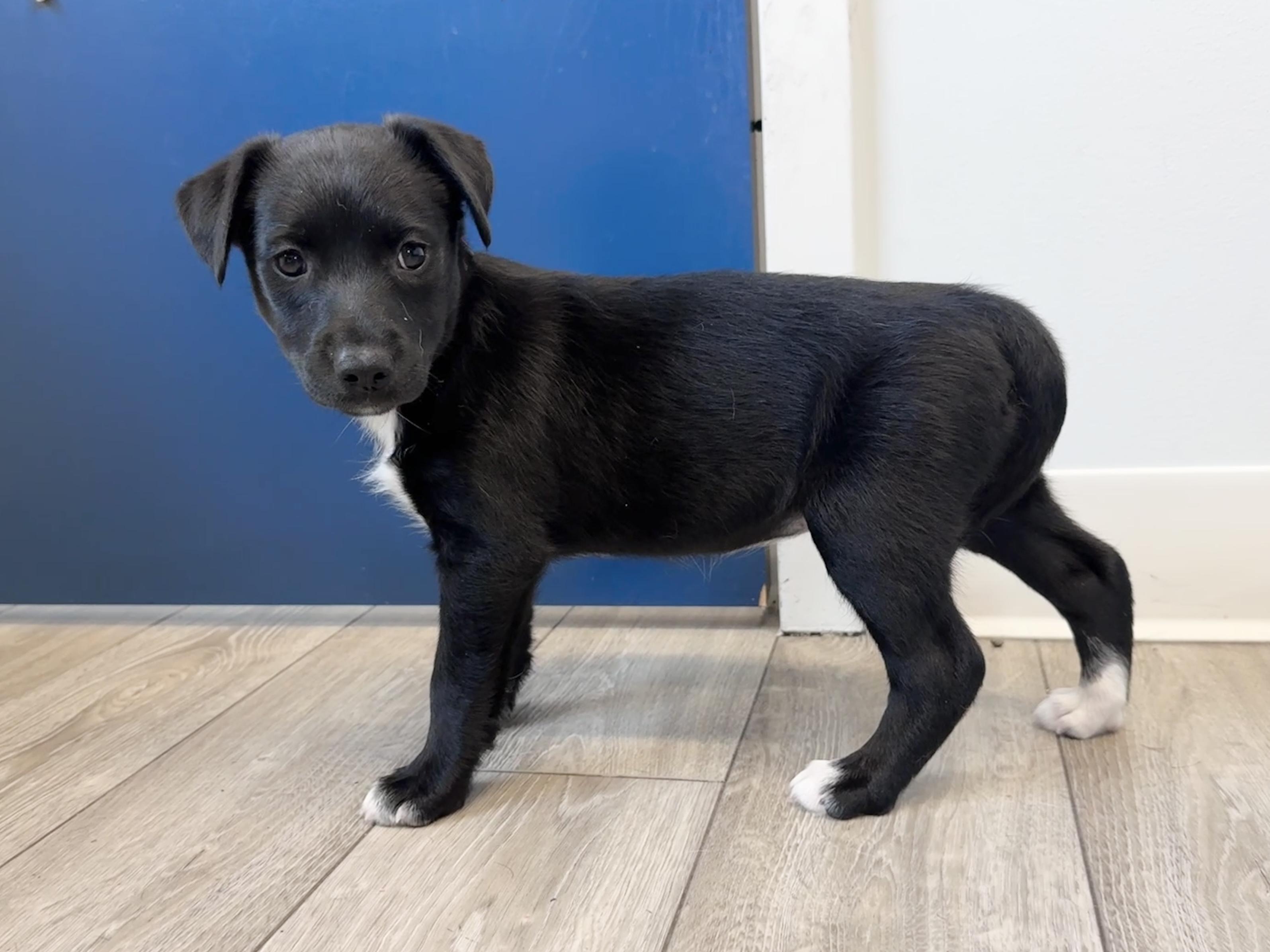 Enlarge Tali, a Adoptable mixed breed in Palatine, IL image 3/6