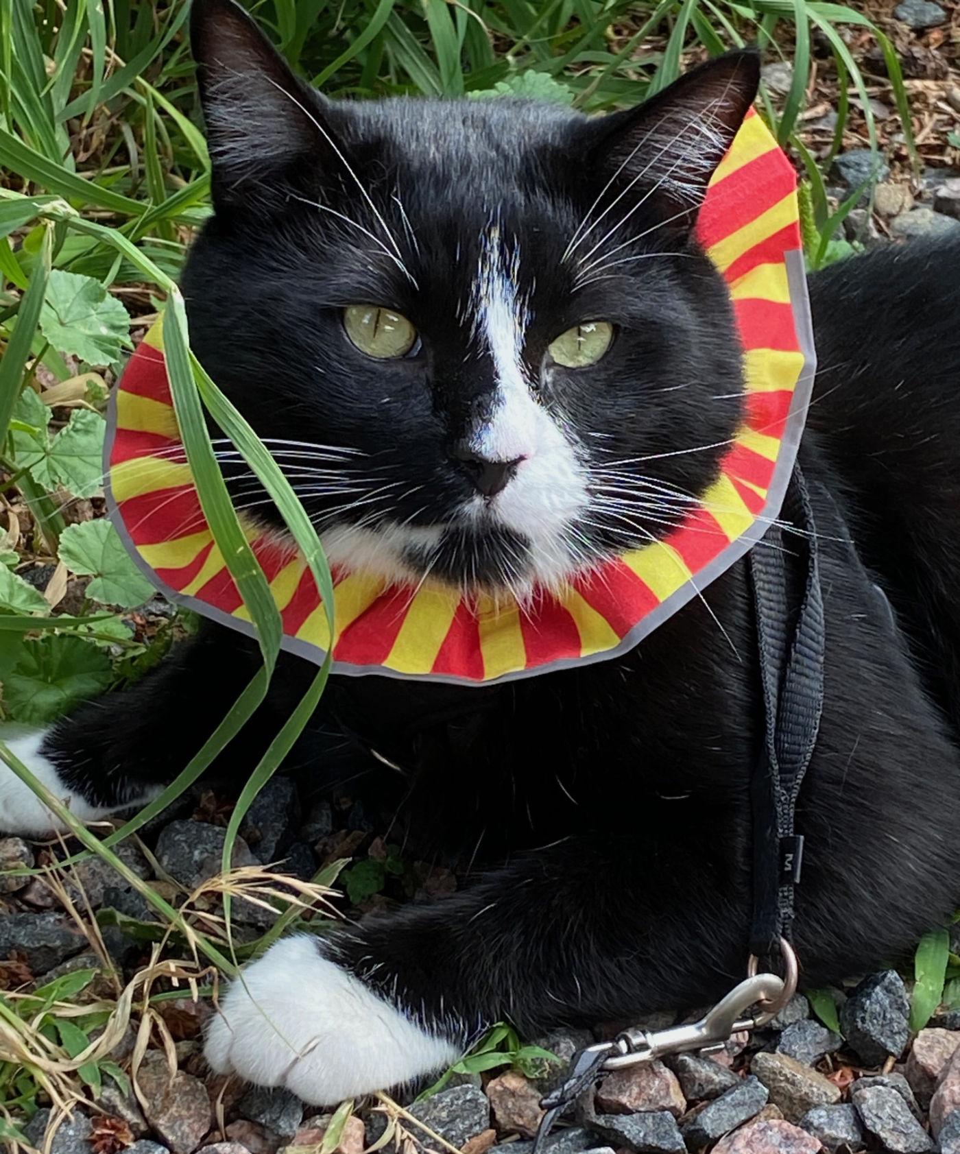 Benny, Adoptable, Adult Male Domestic Short Hair.