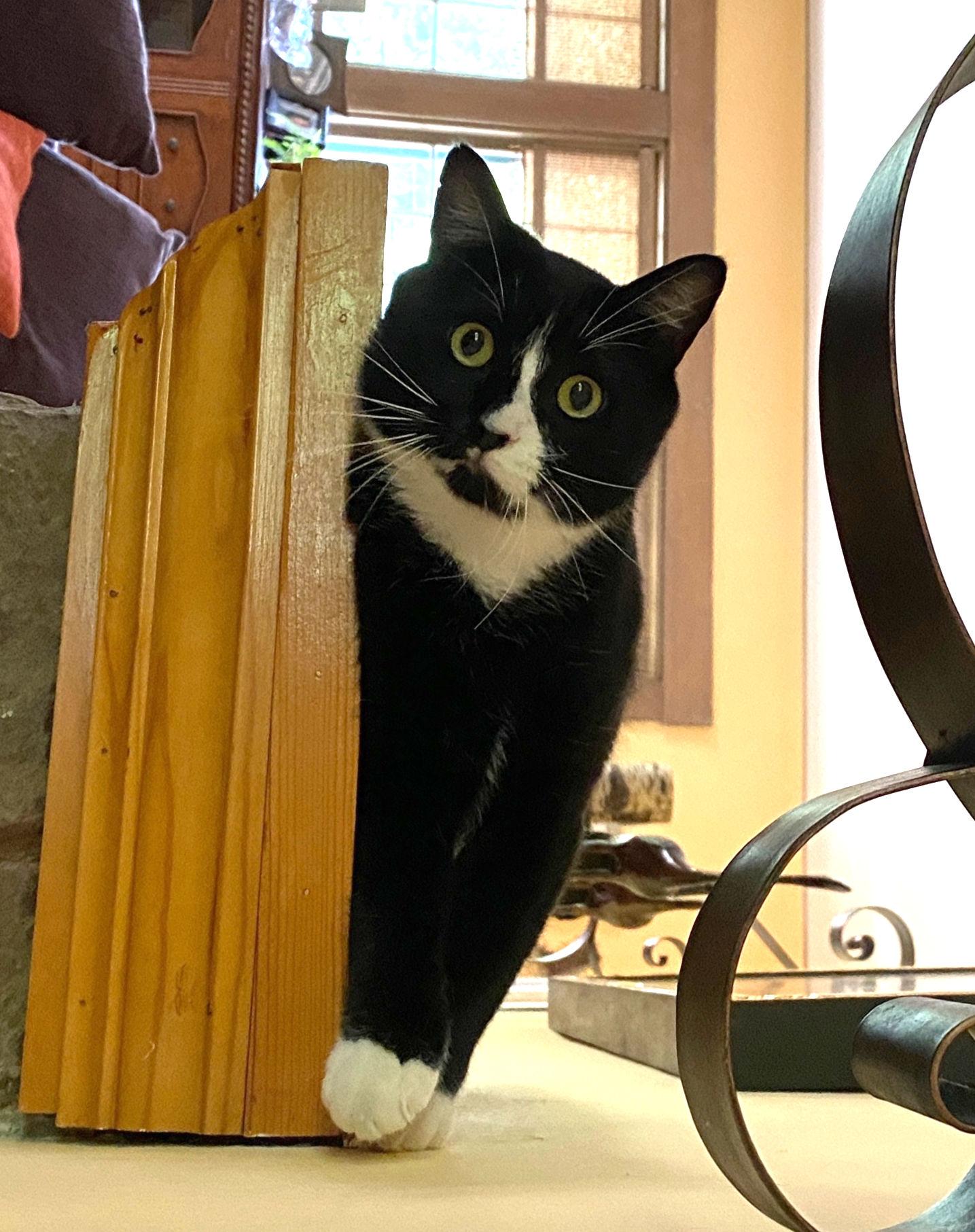 Benny, an adoptable Domestic Short Hair in Manitou Springs, CO, 80829 | Photo Image 4