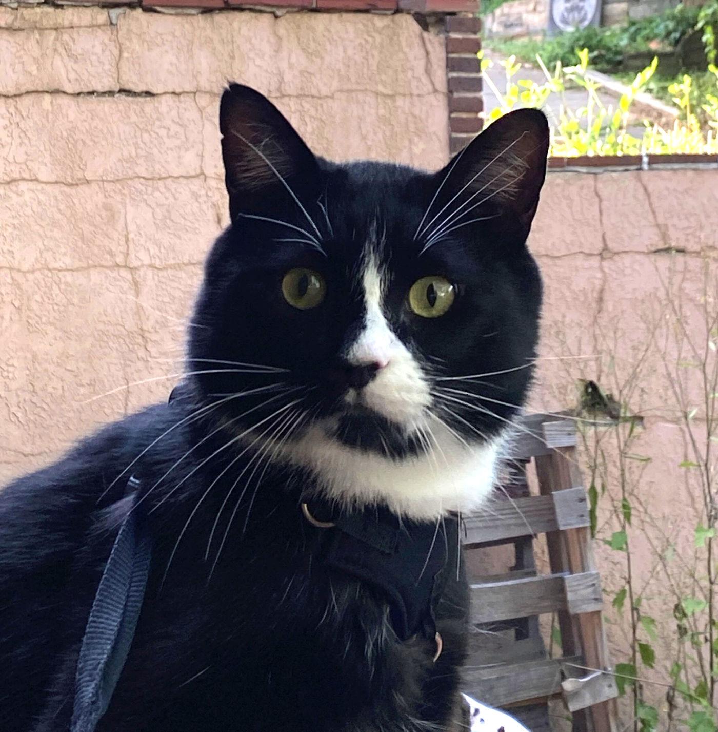 Benny, a Adoptable Domestic Short Hair in Manitou Springs, CO image 3/6
