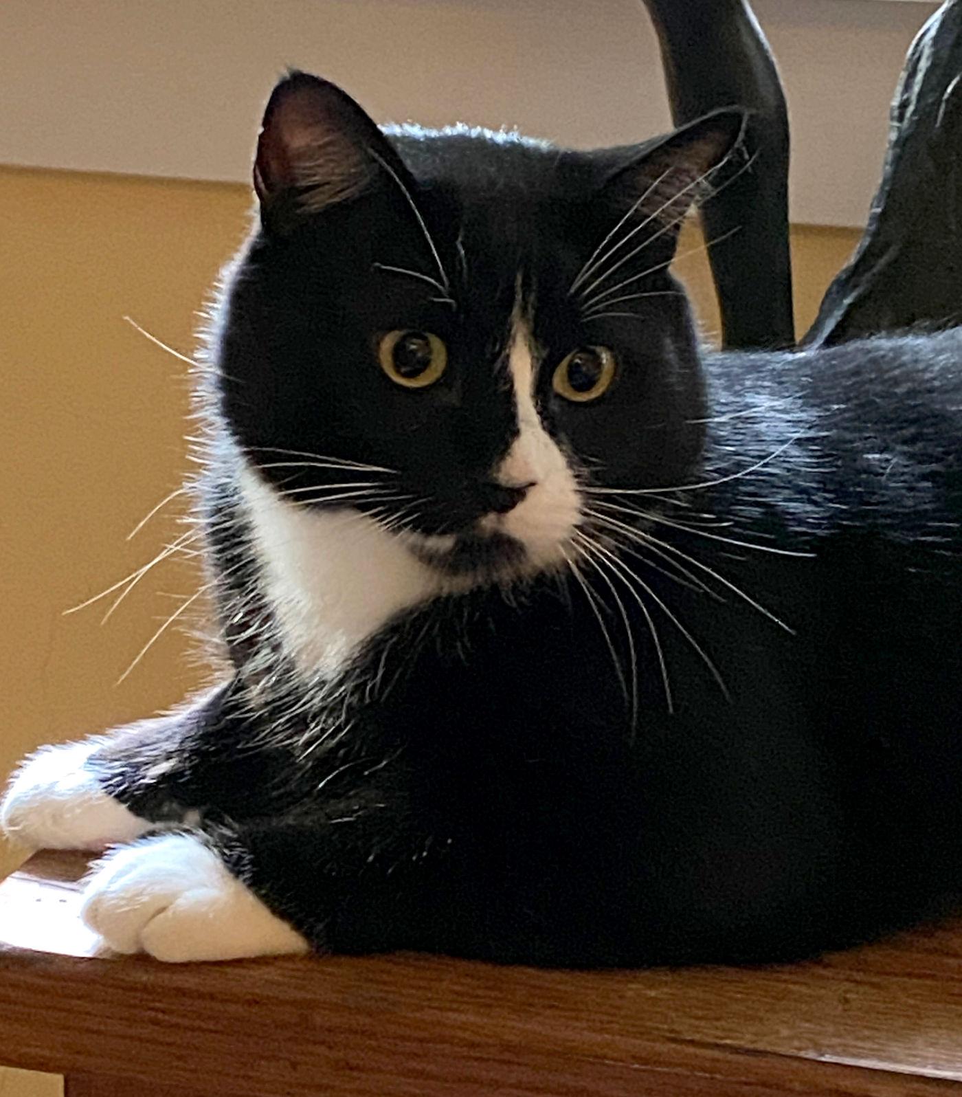 Benny, a Adoptable Domestic Short Hair in Manitou Springs, CO image 4/6