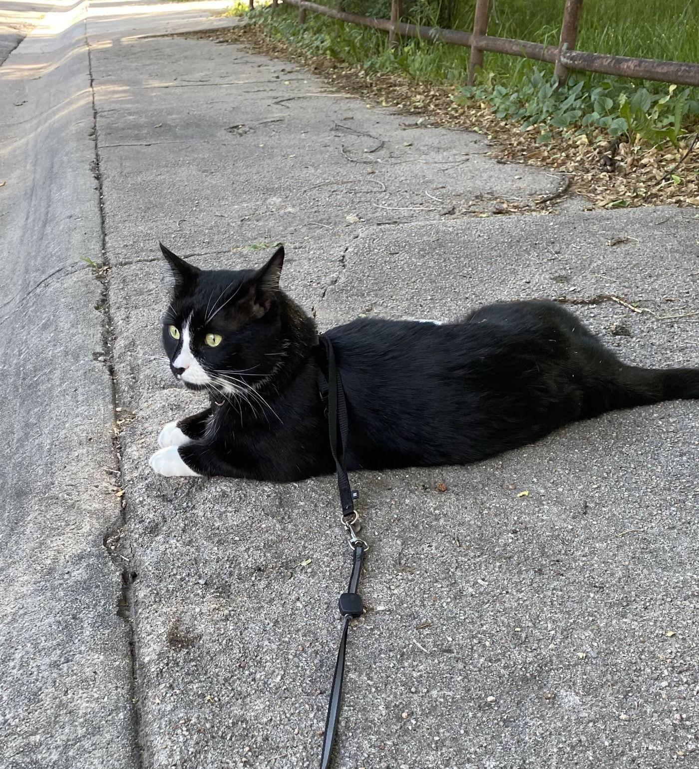 Benny, a Adoptable Domestic Short Hair in Manitou Springs, CO image 5/6