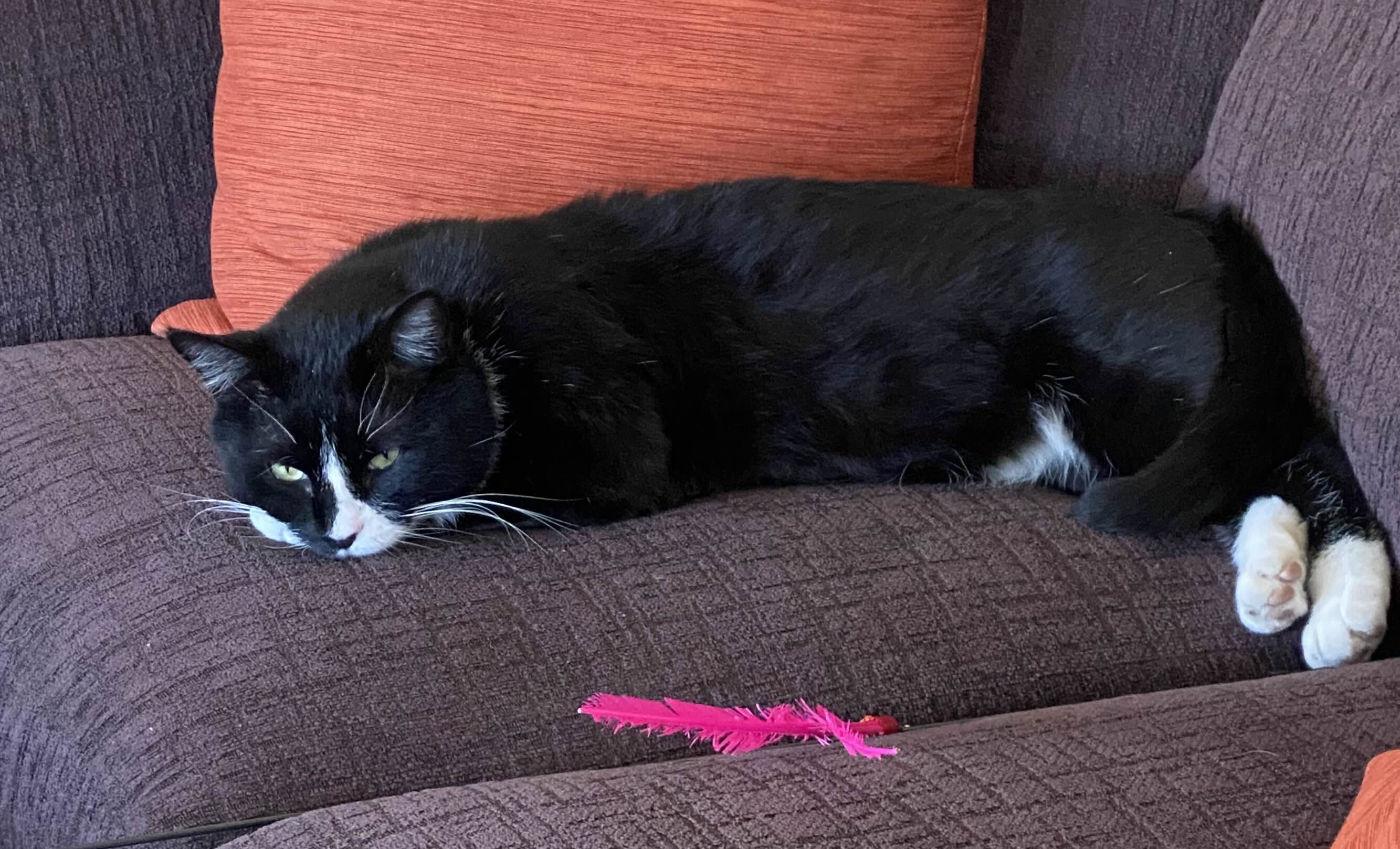 Benny, a Adoptable Domestic Short Hair in Manitou Springs, CO image 6/6