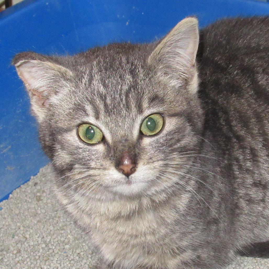 Enlarge Hamlyn, a Adoptable Domestic Short Hair in Rochester, MN image 1/6