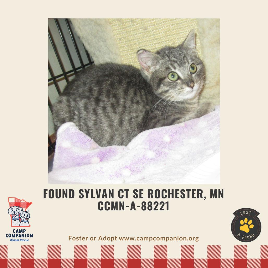 Enlarge Hamlyn, a Adoptable Domestic Short Hair in Rochester, MN image 2/6