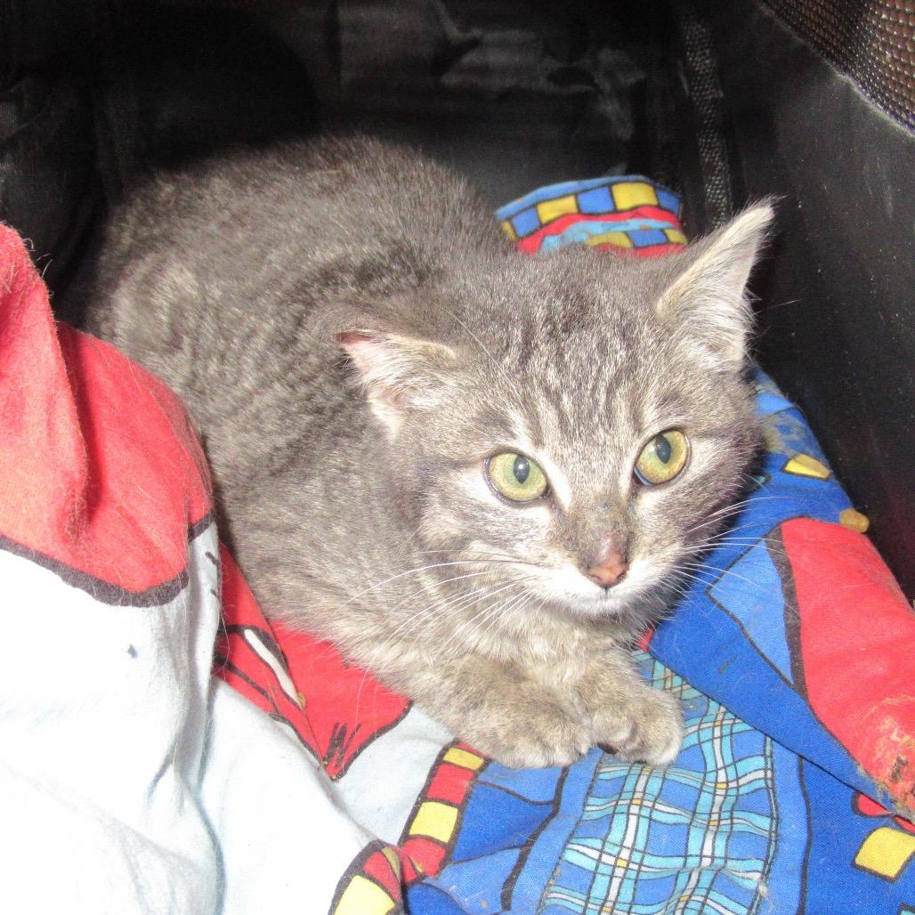 Enlarge Hamlyn, a Adoptable Domestic Short Hair in Rochester, MN image 3/6