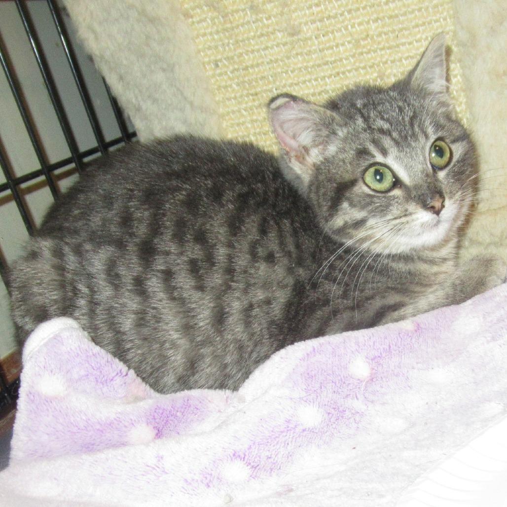 Enlarge Hamlyn, a Adoptable Domestic Short Hair in Rochester, MN image 4/6