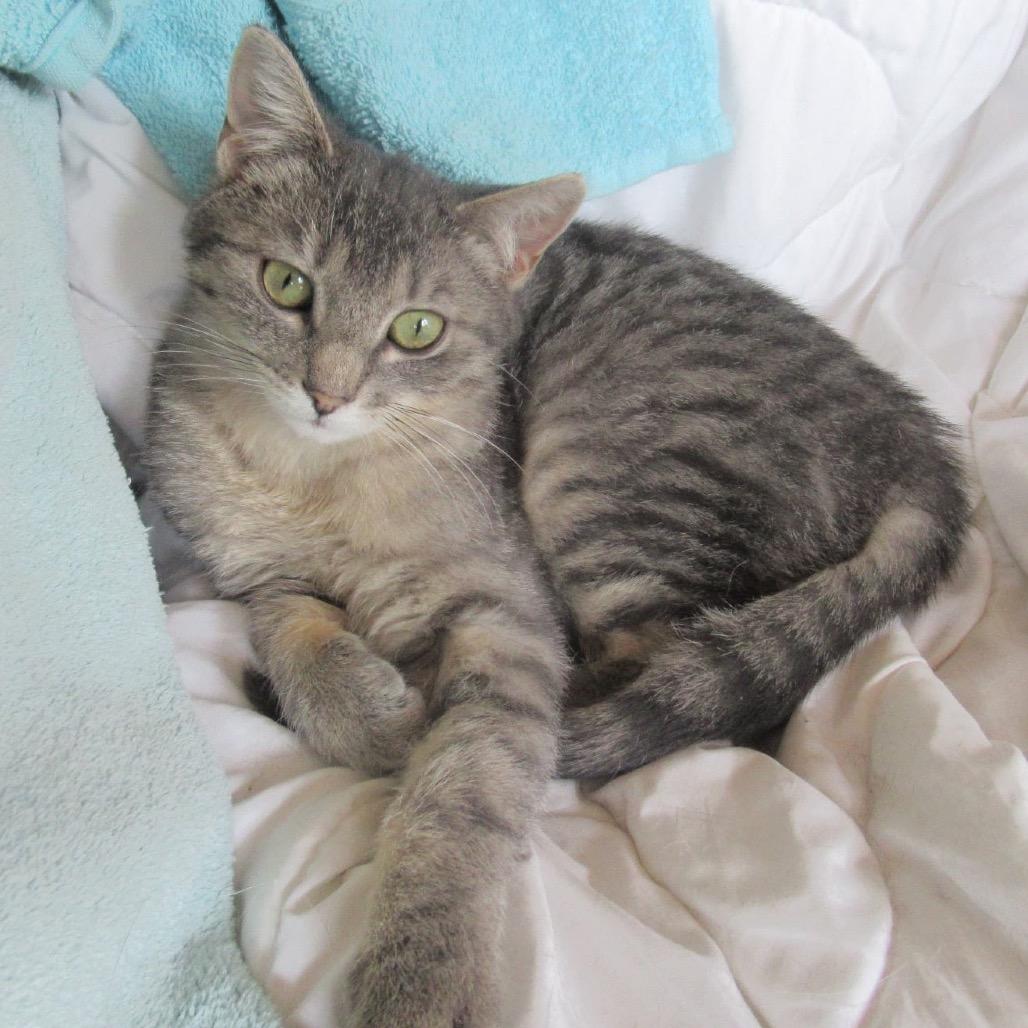 Enlarge Hamlyn, a Adoptable Domestic Short Hair in Rochester, MN image 5/6