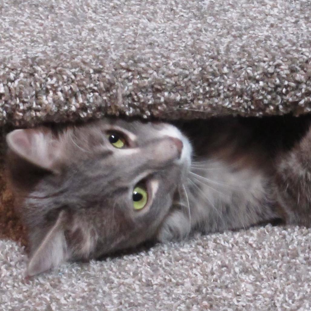 Enlarge Hamlyn, a Adoptable Domestic Short Hair in Rochester, MN image 6/6