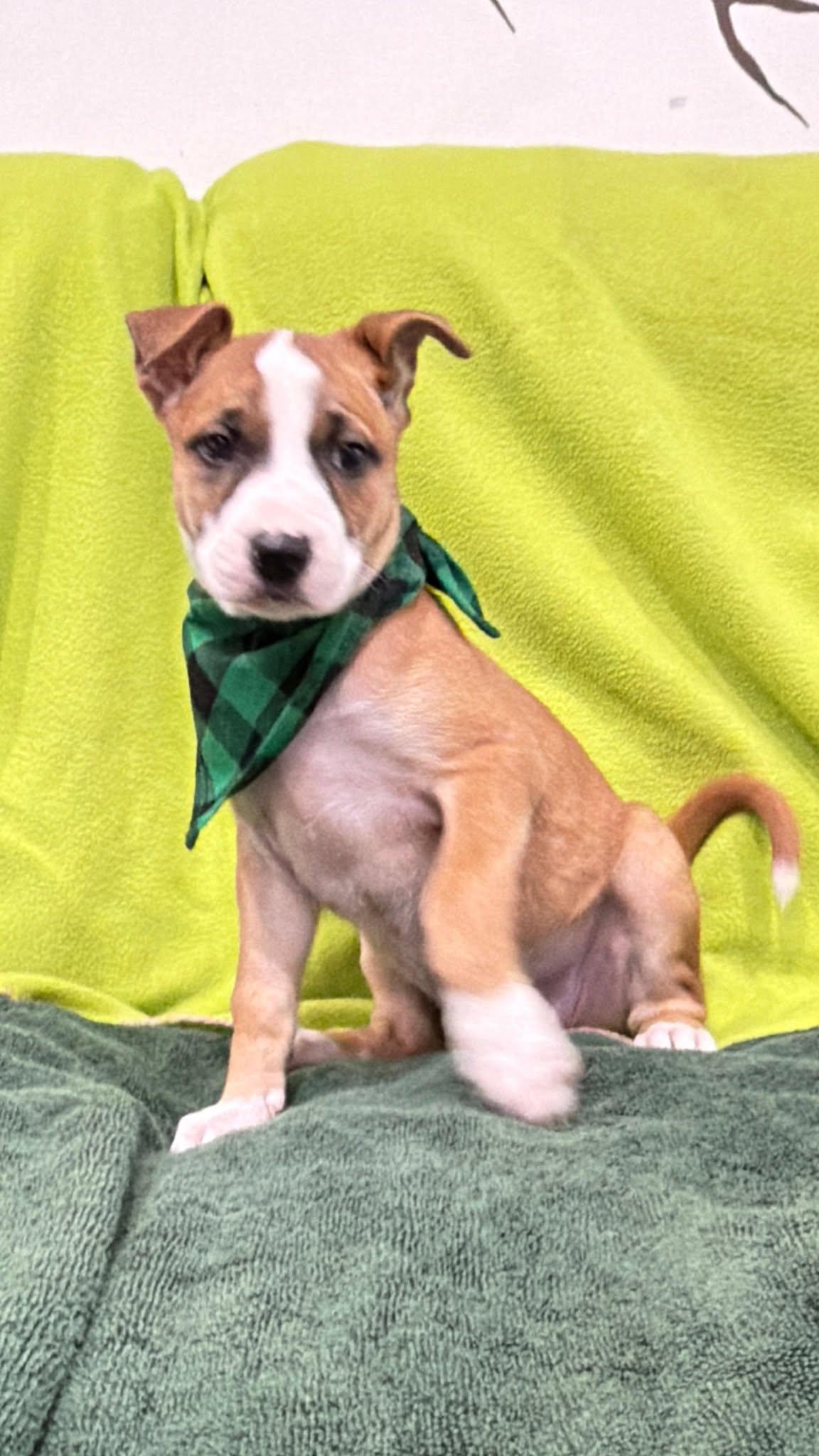 Cortina, Adoptable, Puppy Female Terrier.