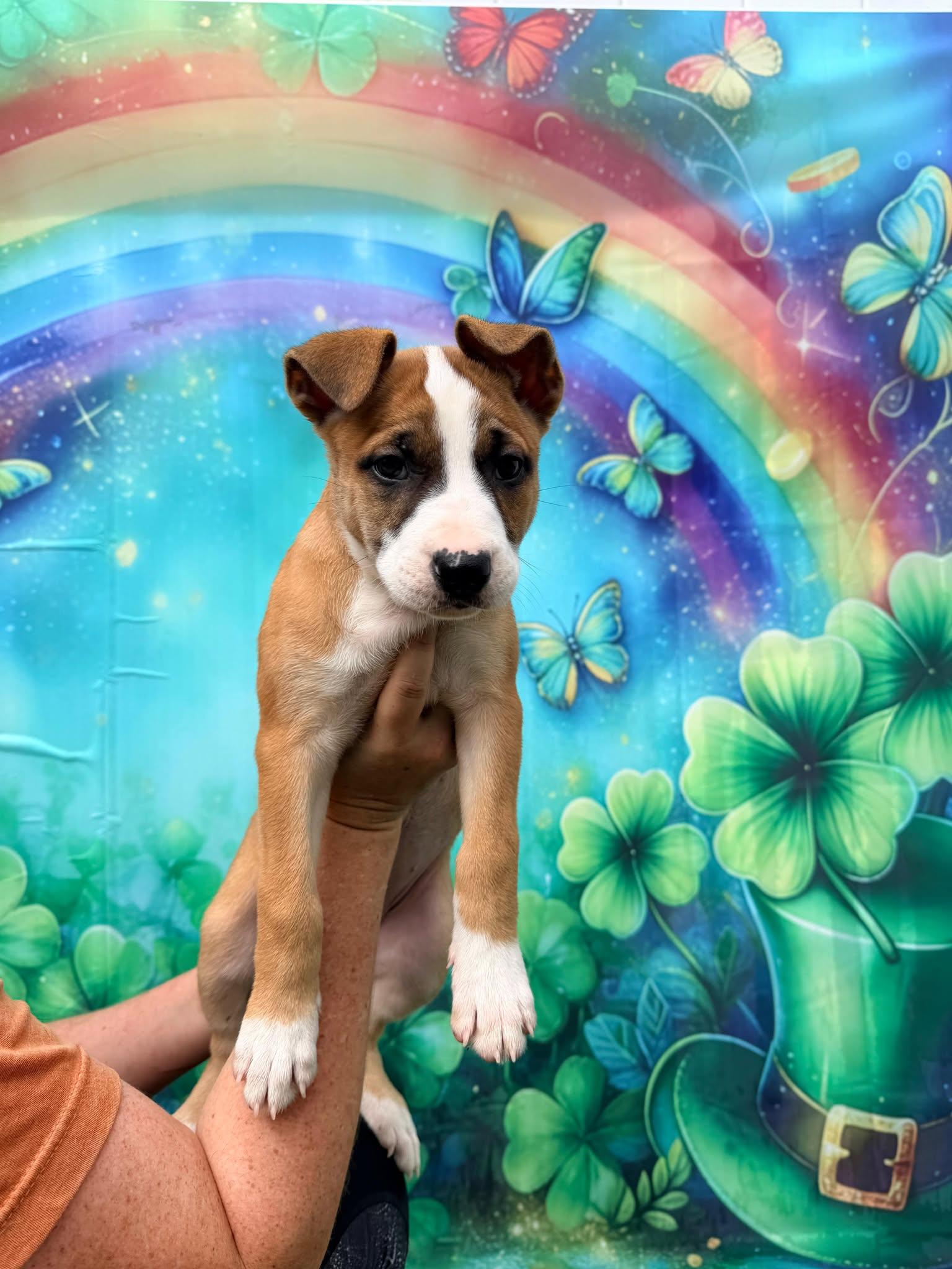 Enlarge Cortina, a Adoptable Terrier in Pompano Beach, FL image 2/3