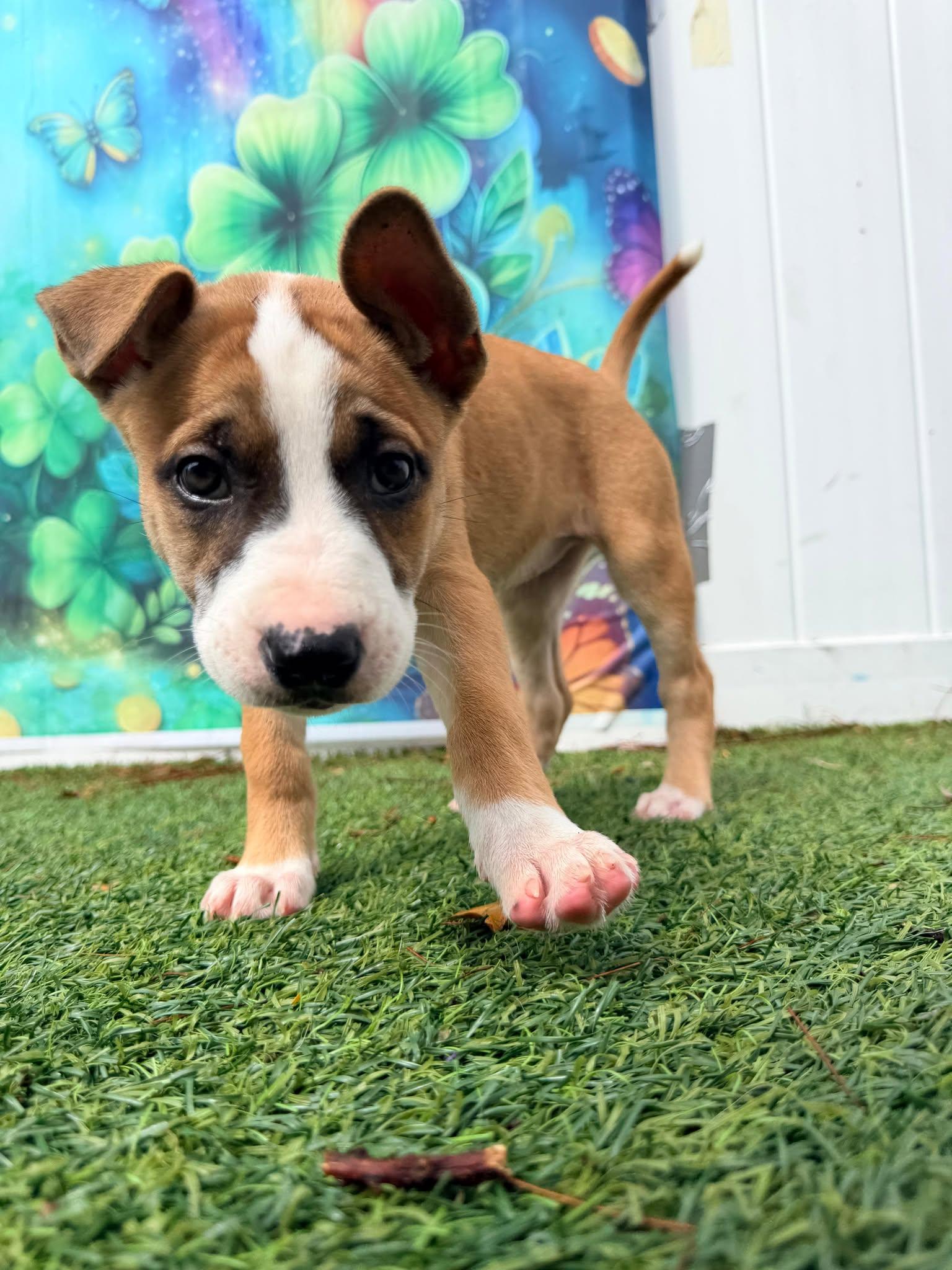 Enlarge Cortina, a Adoptable Terrier in Pompano Beach, FL image 3/3