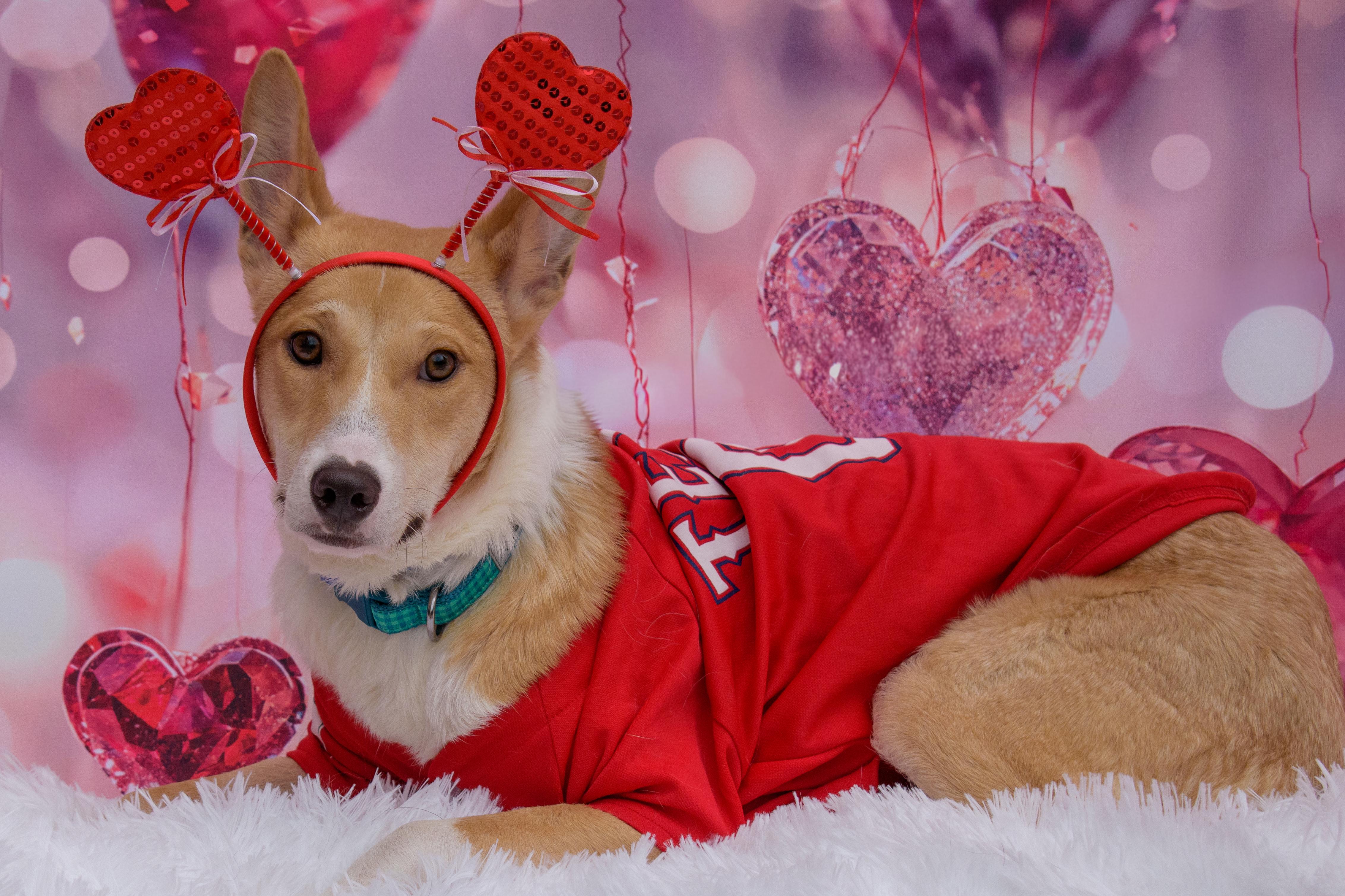 Dingo, ADOPTABLE, Young Male Mixed Breed.