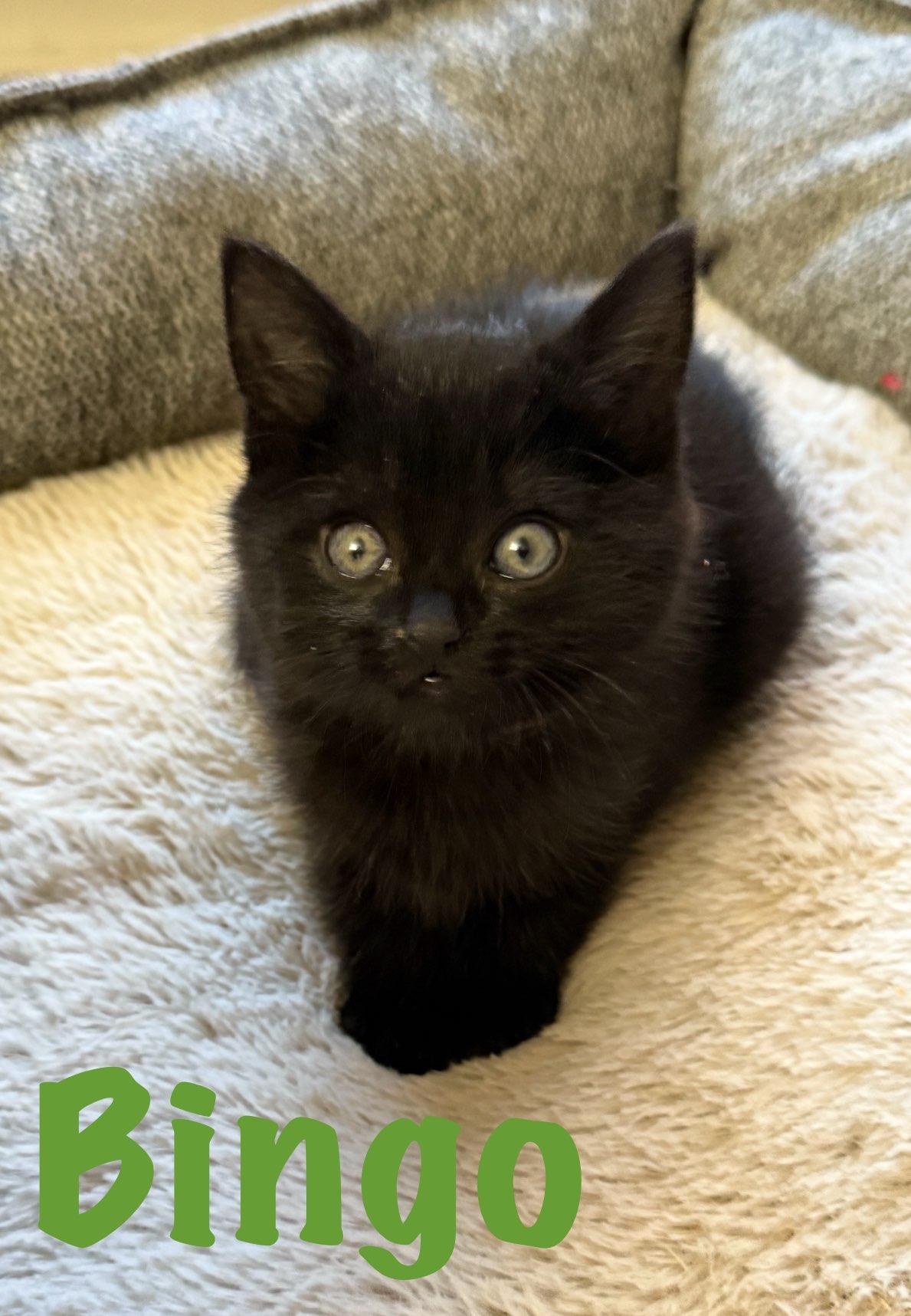 Bingo, adopted, Kitten Female American Shorthair.