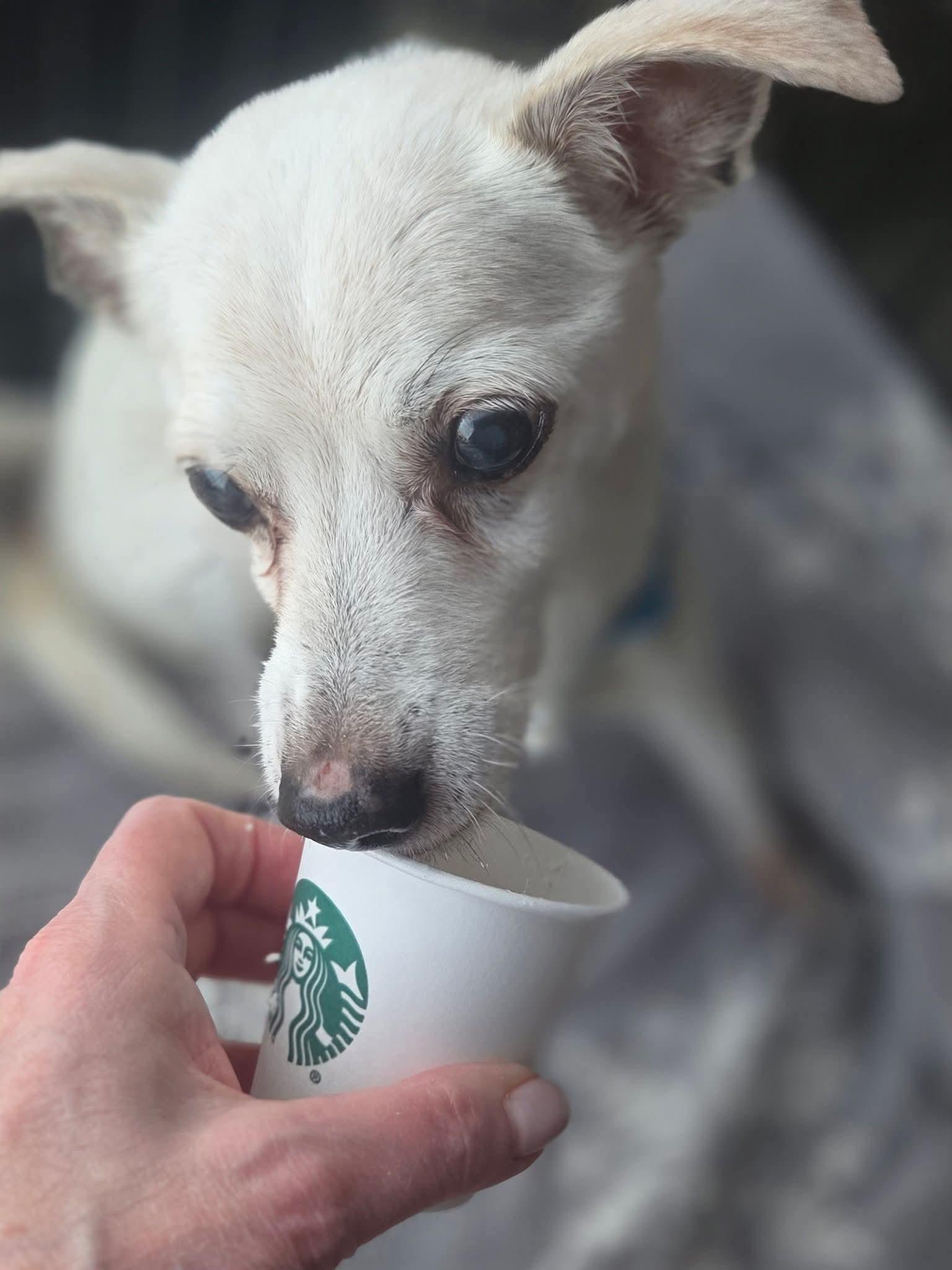Marley, ADOPTABLE, Senior Male Chihuahua.