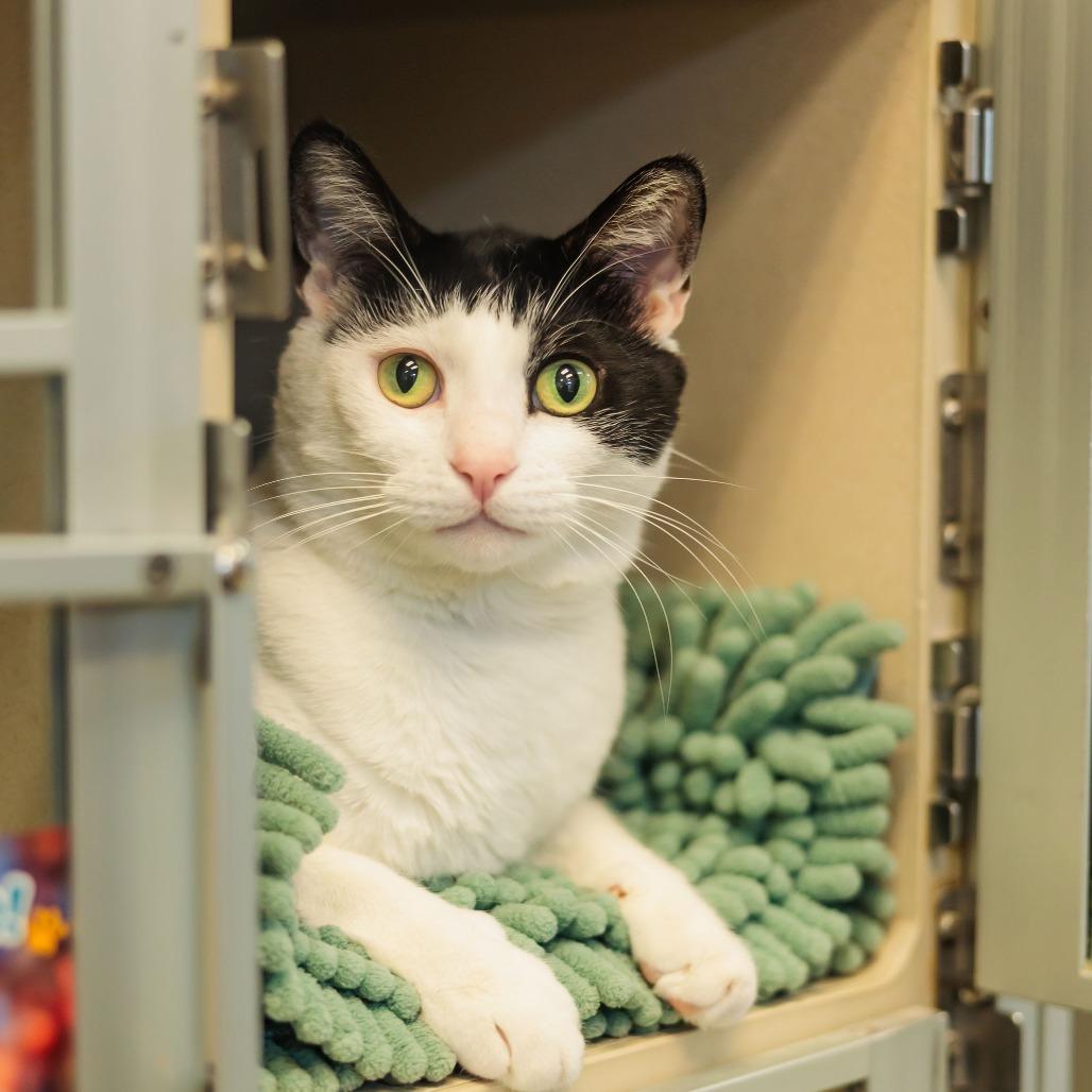Enlarge George, a Adoptable Domestic Short Hair in Gloucester, VA image 2/6