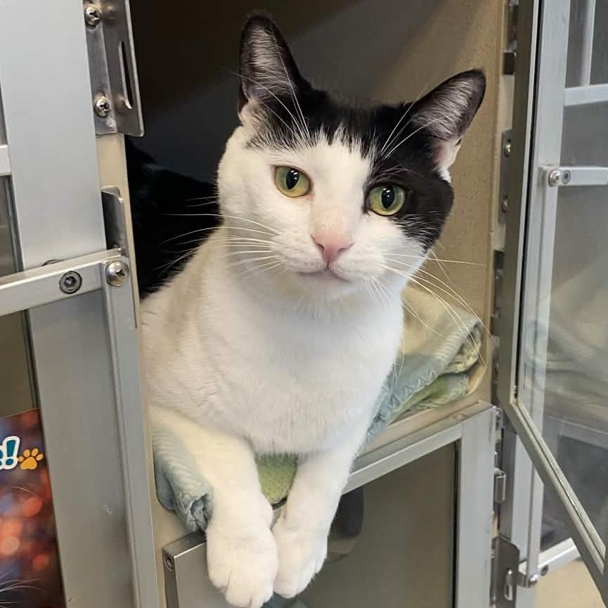 Enlarge George, a Adoptable Domestic Short Hair in Gloucester, VA image 2/5