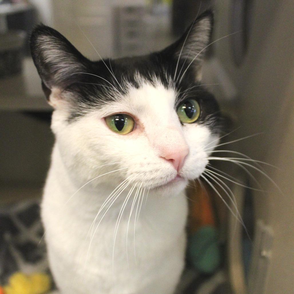 Enlarge George, a Adoptable Domestic Short Hair in Gloucester, VA image 3/5