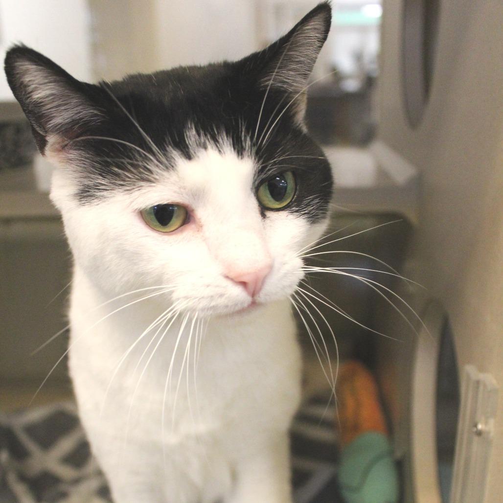 Enlarge George, a Adoptable Domestic Short Hair in Gloucester, VA image 4/5