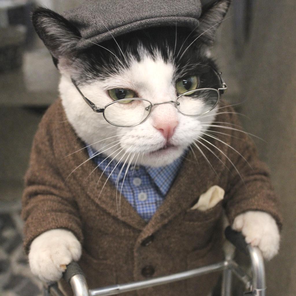 Enlarge George, a Adoptable Domestic Short Hair in Gloucester, VA image 5/5