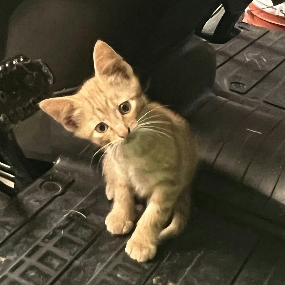 Scrappy, Adoptable, Kitten Male Domestic Short Hair.