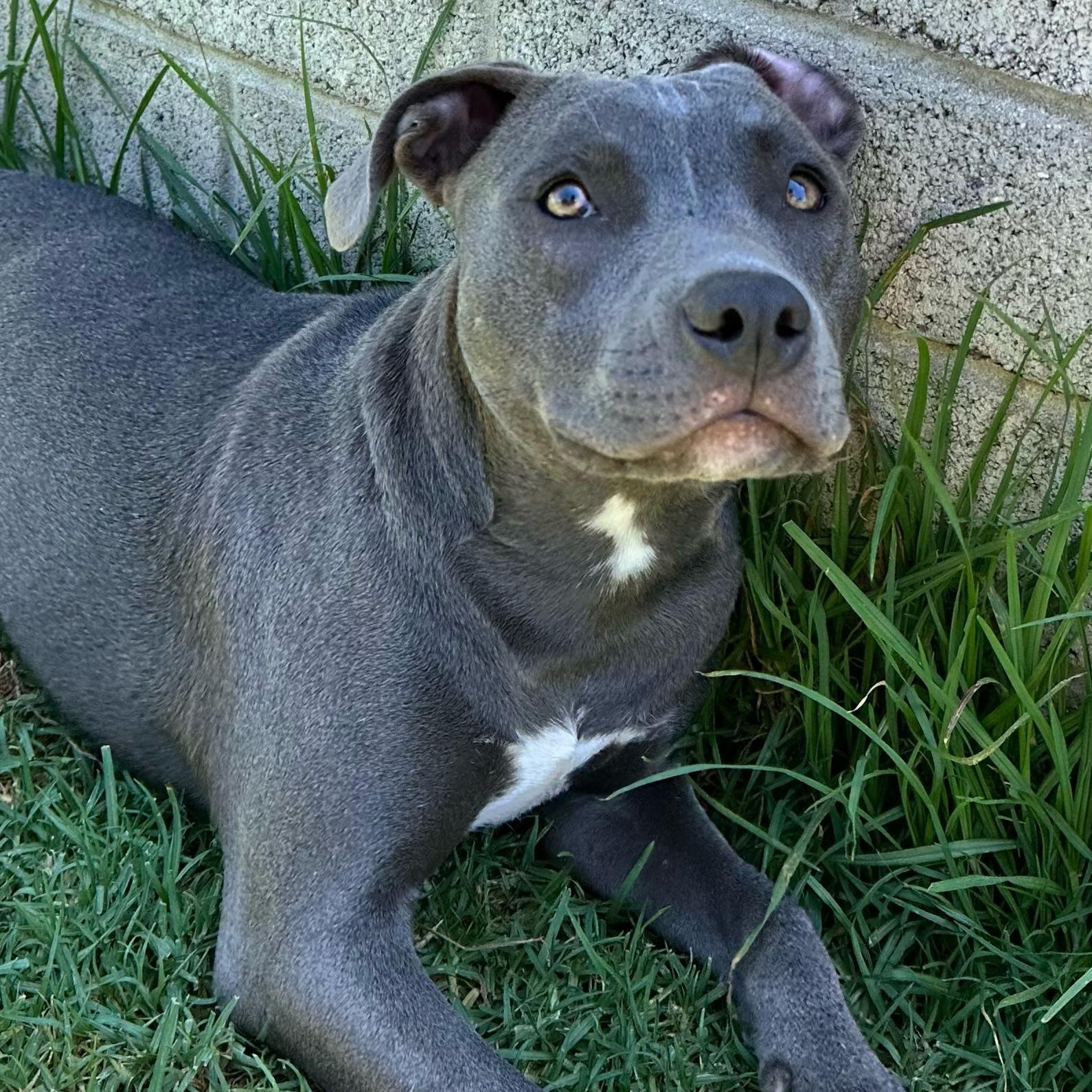 Barbie, Adoptable, Young Female Pit Bull Terrier.