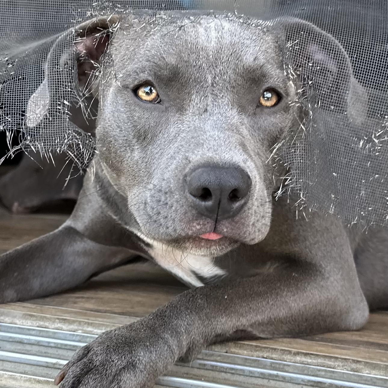Enlarge Barbie, a Adoptable Pit Bull Terrier in los angeles, CA image 4/6