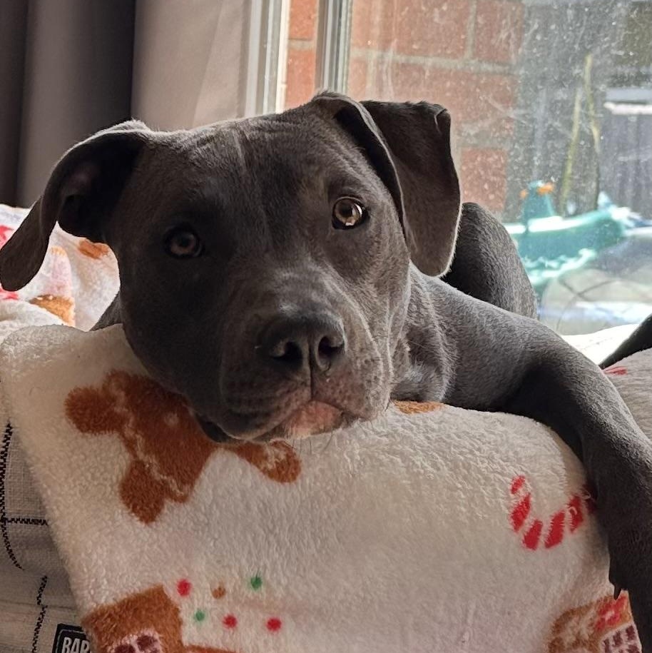 Enlarge Barbie, a Adoptable Pit Bull Terrier in los angeles, CA image 5/6