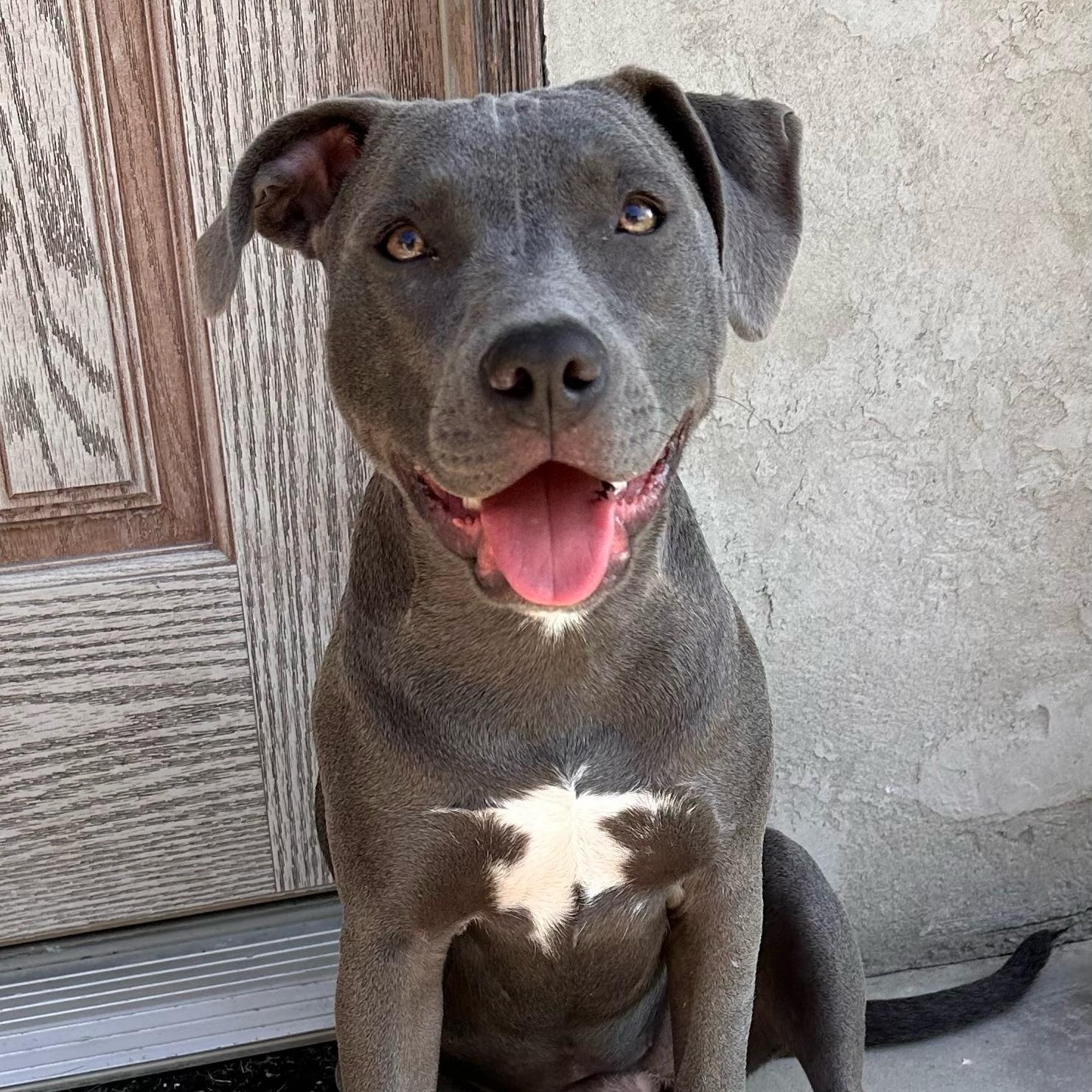 Enlarge Barbie, a Adoptable Pit Bull Terrier in los angeles, CA image 3/6