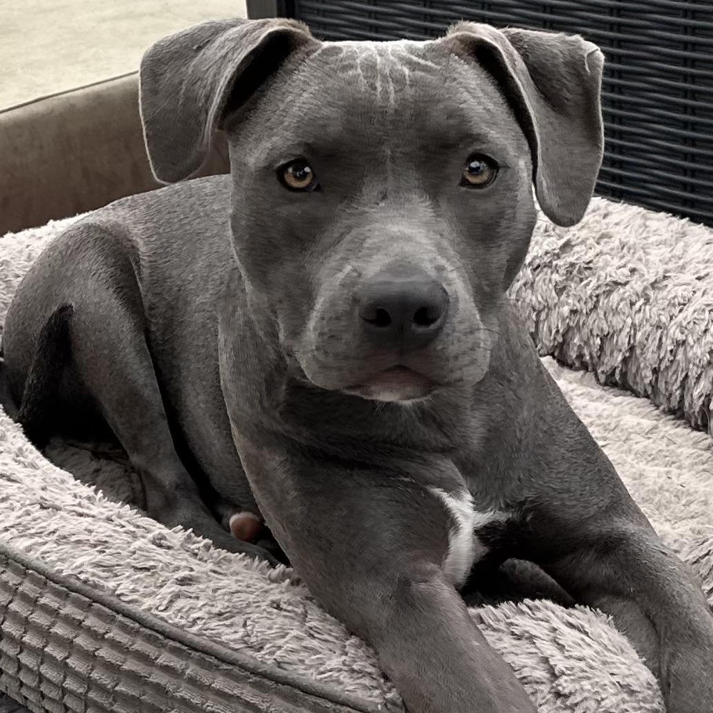 Enlarge Barbie, a Adoptable Pit Bull Terrier in los angeles, CA image 2/6