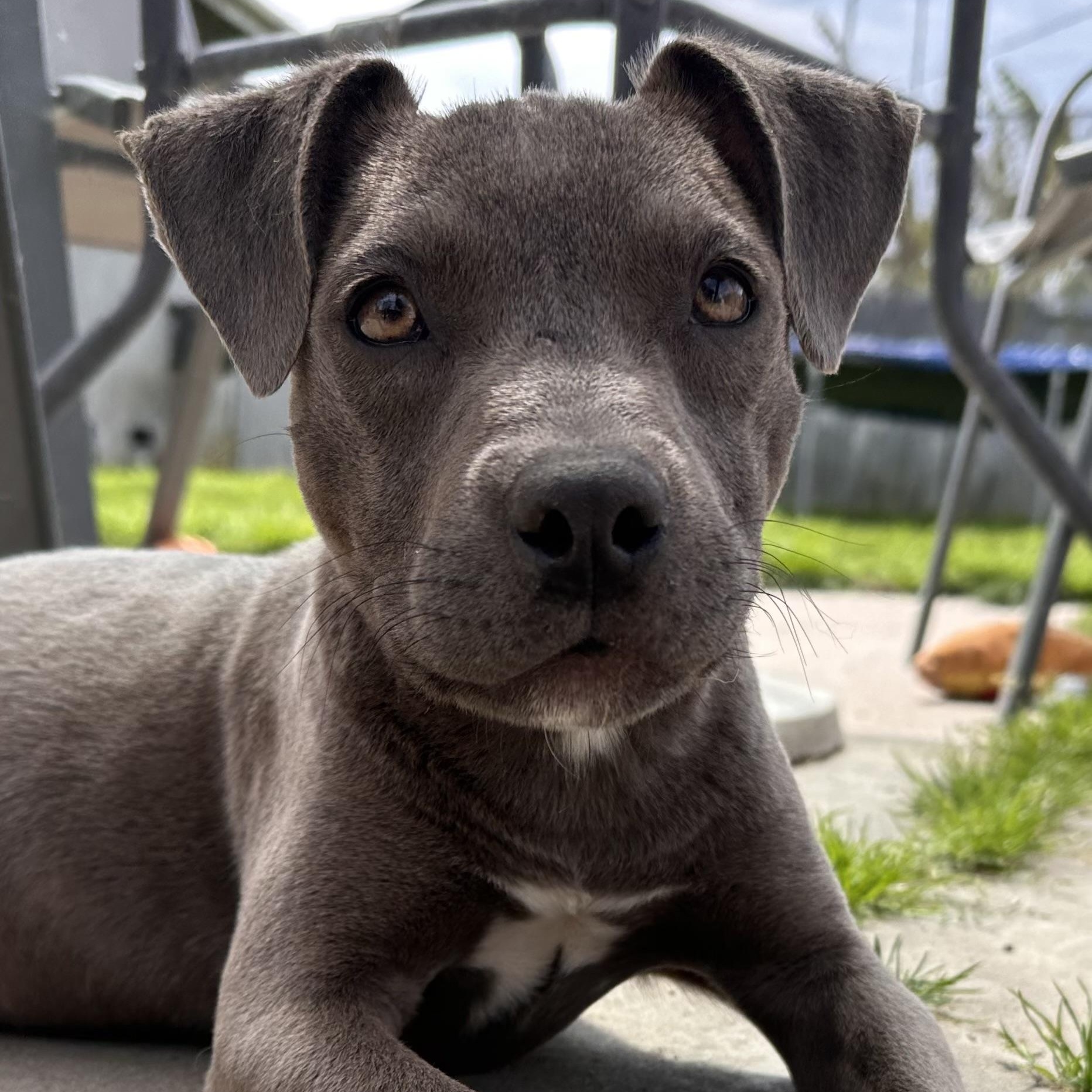 Enlarge Barbie, a Adoptable Pit Bull Terrier in los angeles, CA image 6/6