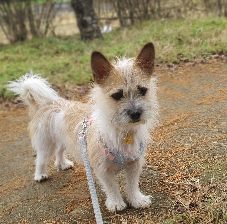 Boris, a Adoptable mixed breed in Astoria, NY image 1/6