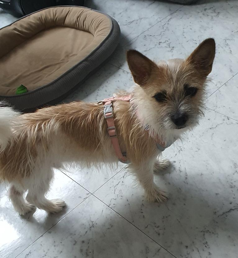 Boris, a Adoptable mixed breed in Astoria, NY image 2/6