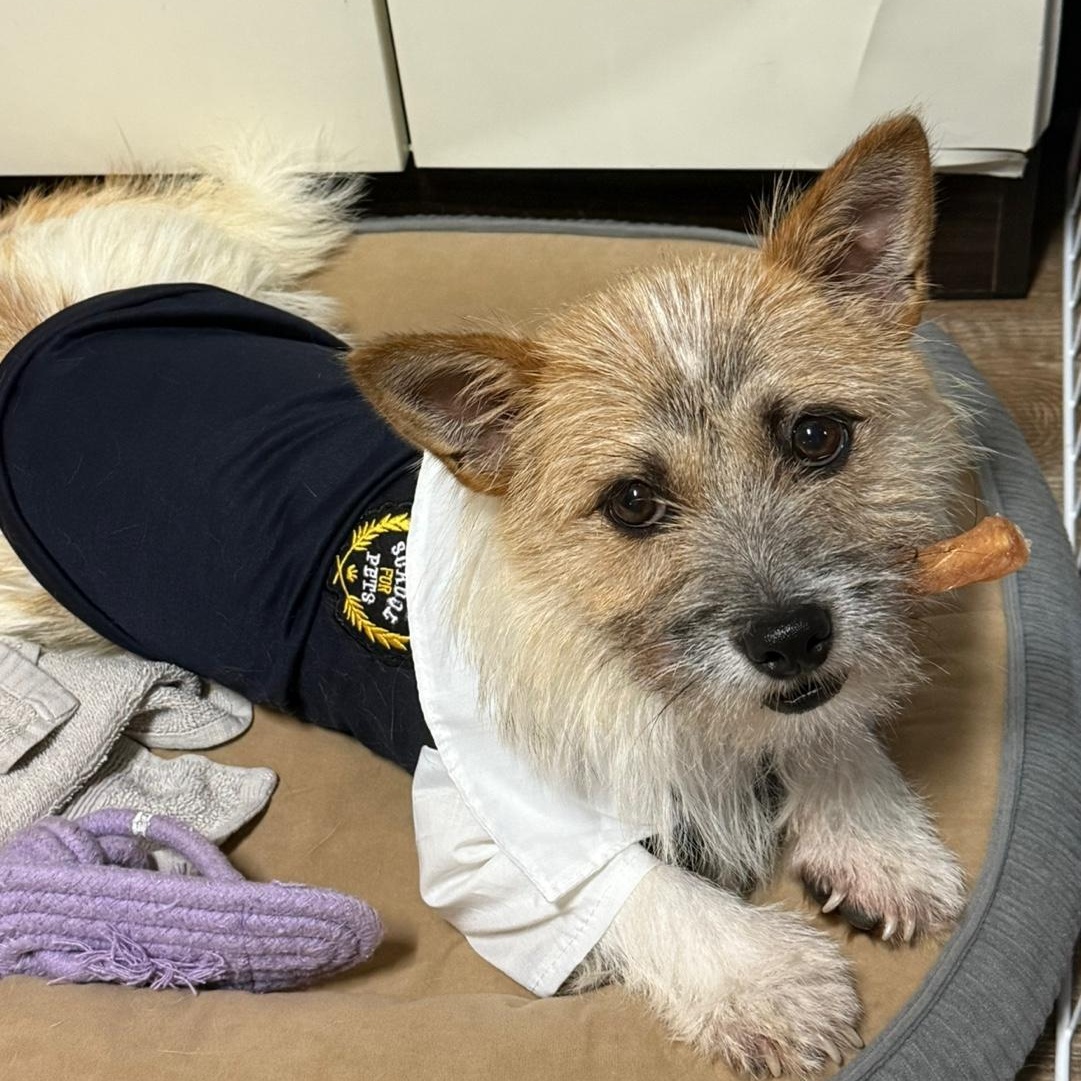 Boris, a Adoptable mixed breed in Astoria, NY image 4/6