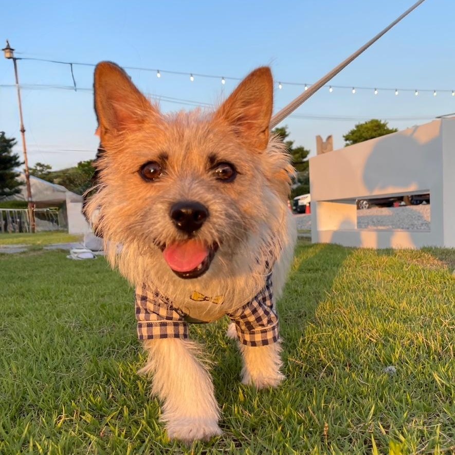 Boris, a Adoptable mixed breed in Astoria, NY image 5/6
