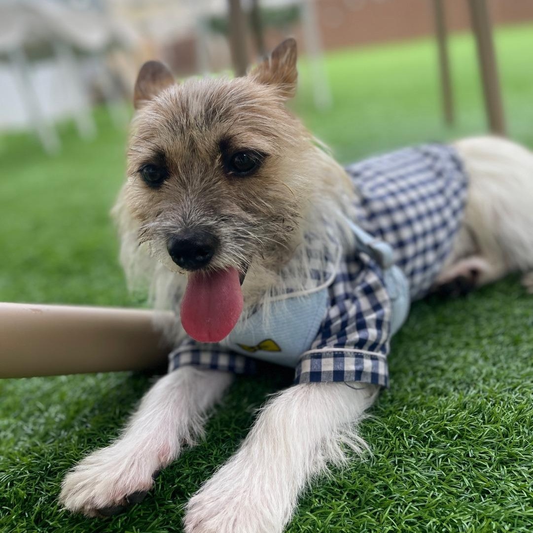 Boris, a Adoptable mixed breed in Astoria, NY image 6/6