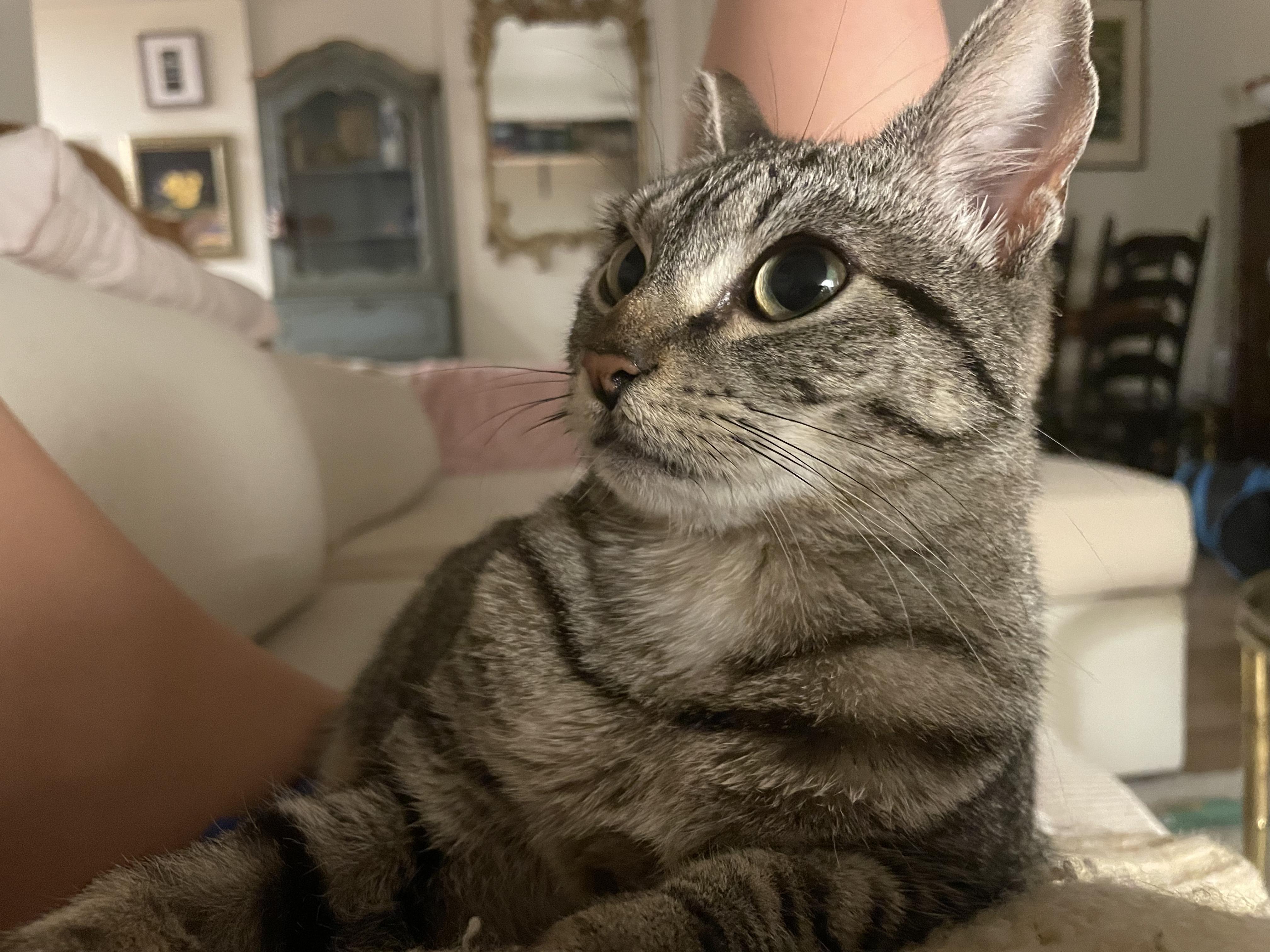 Enlarge Gracie, a ADOPTABLE Domestic Short Hair in Philadelphia, PA image 1/4