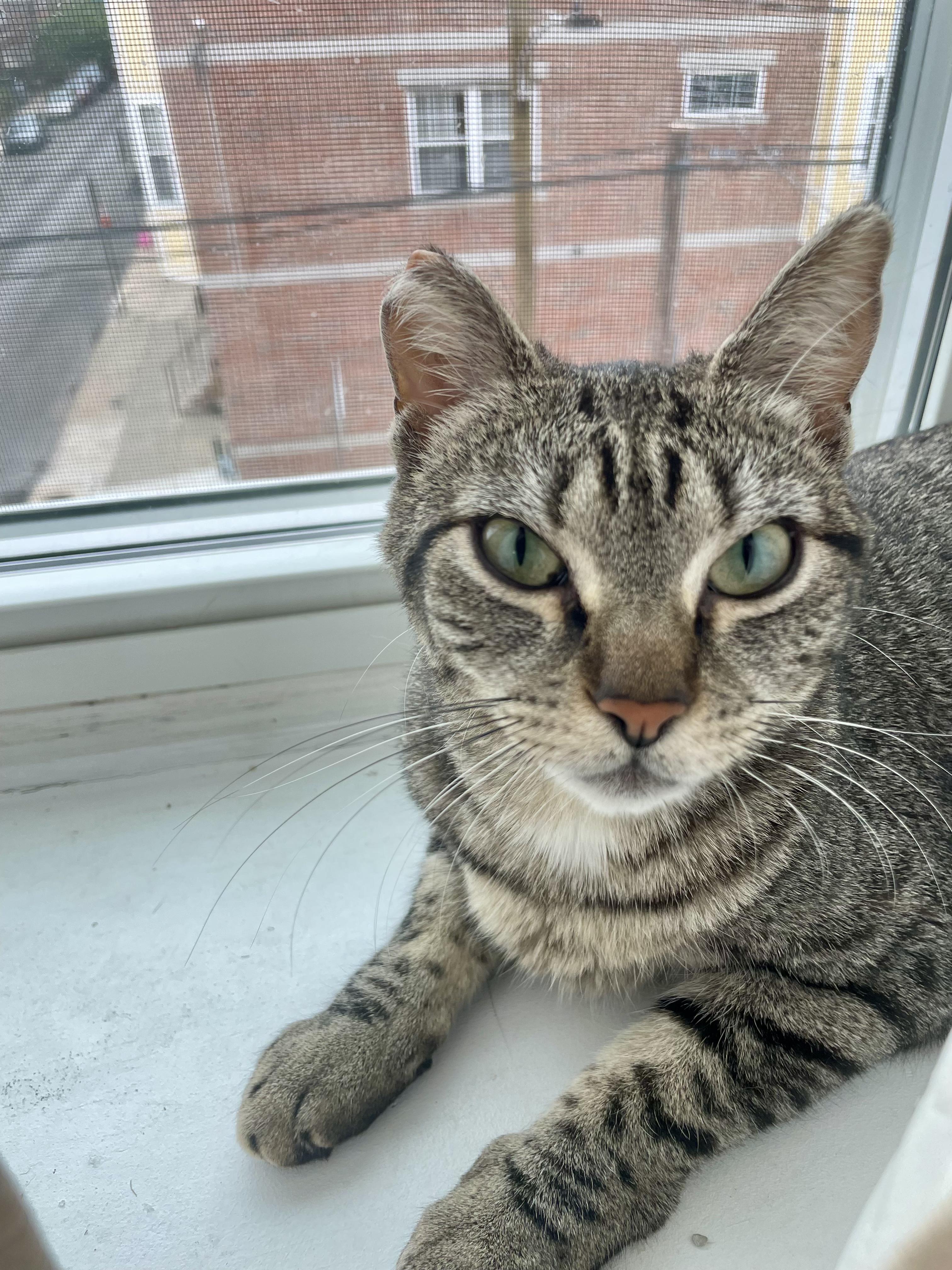 Enlarge Gracie, a ADOPTABLE Domestic Short Hair in Philadelphia, PA image 2/4