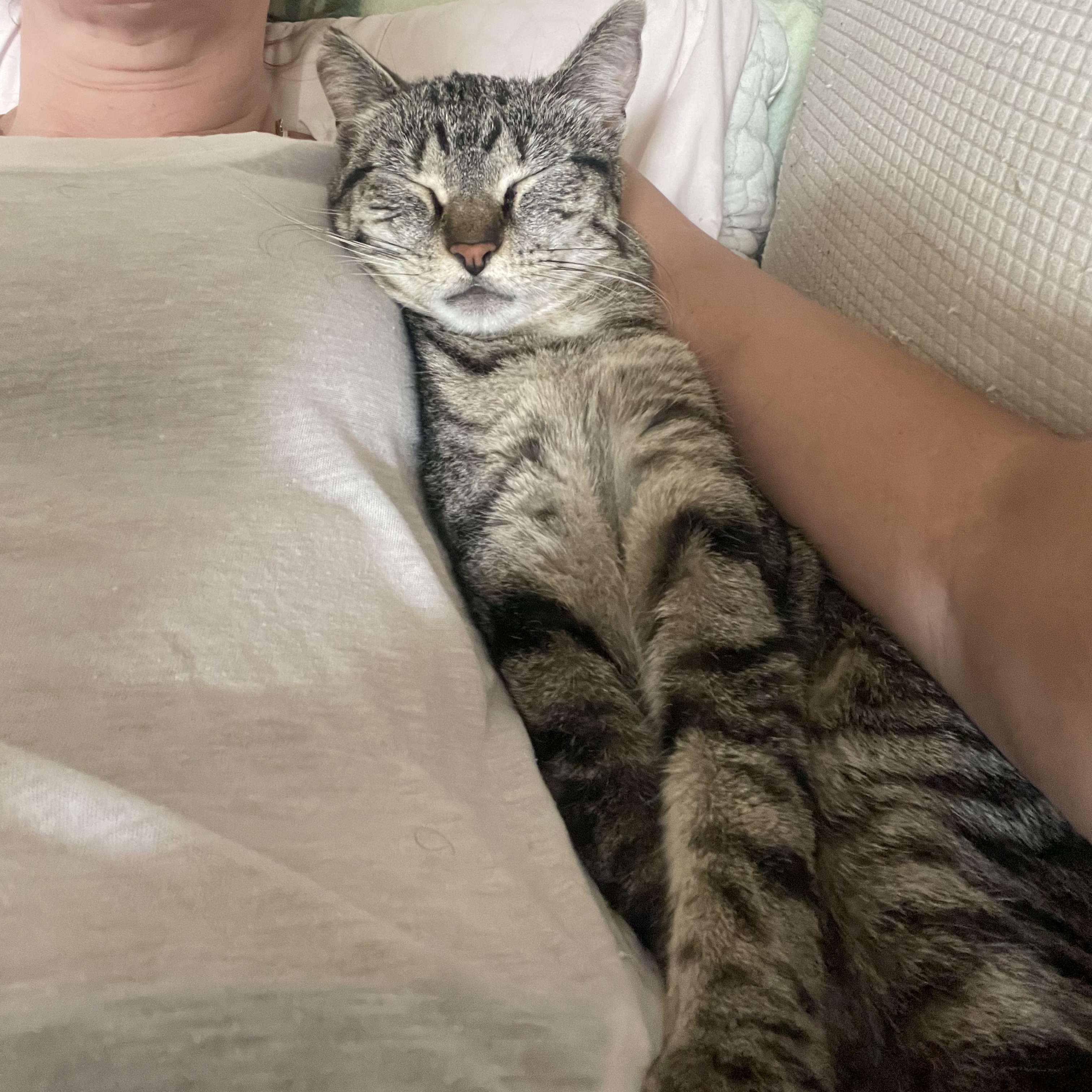 Enlarge Gracie, a ADOPTABLE Domestic Short Hair in Philadelphia, PA image 3/4