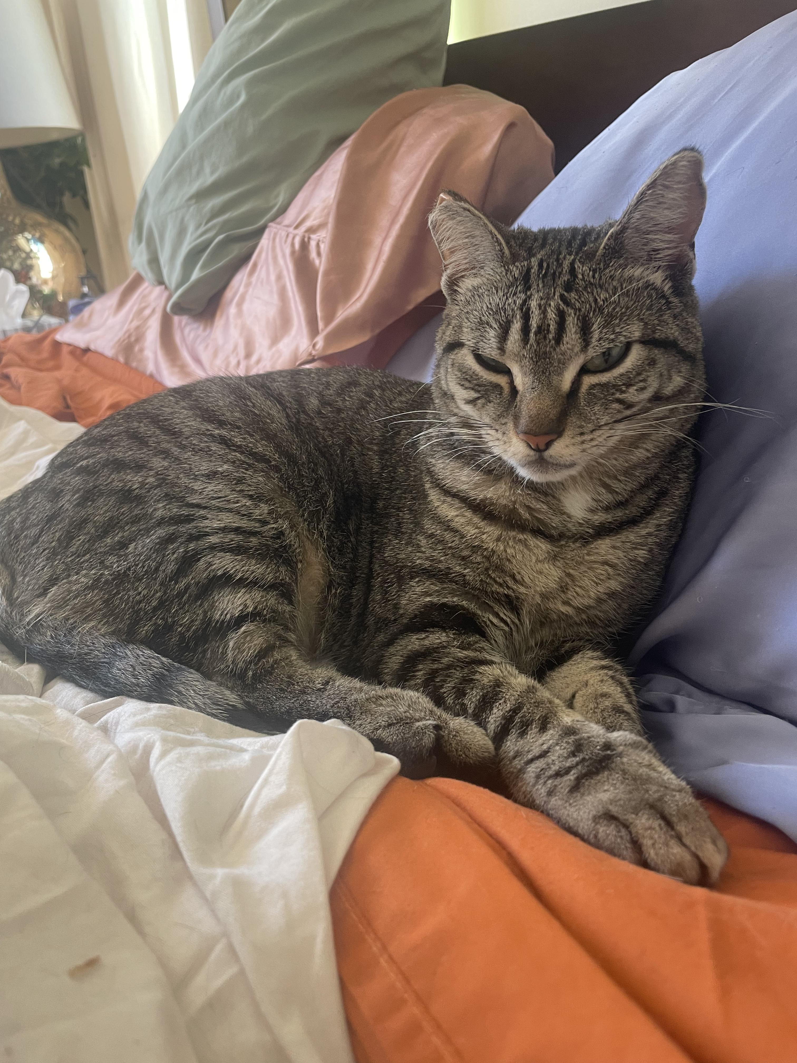 Enlarge Gracie, a ADOPTABLE Domestic Short Hair in Philadelphia, PA image 4/4