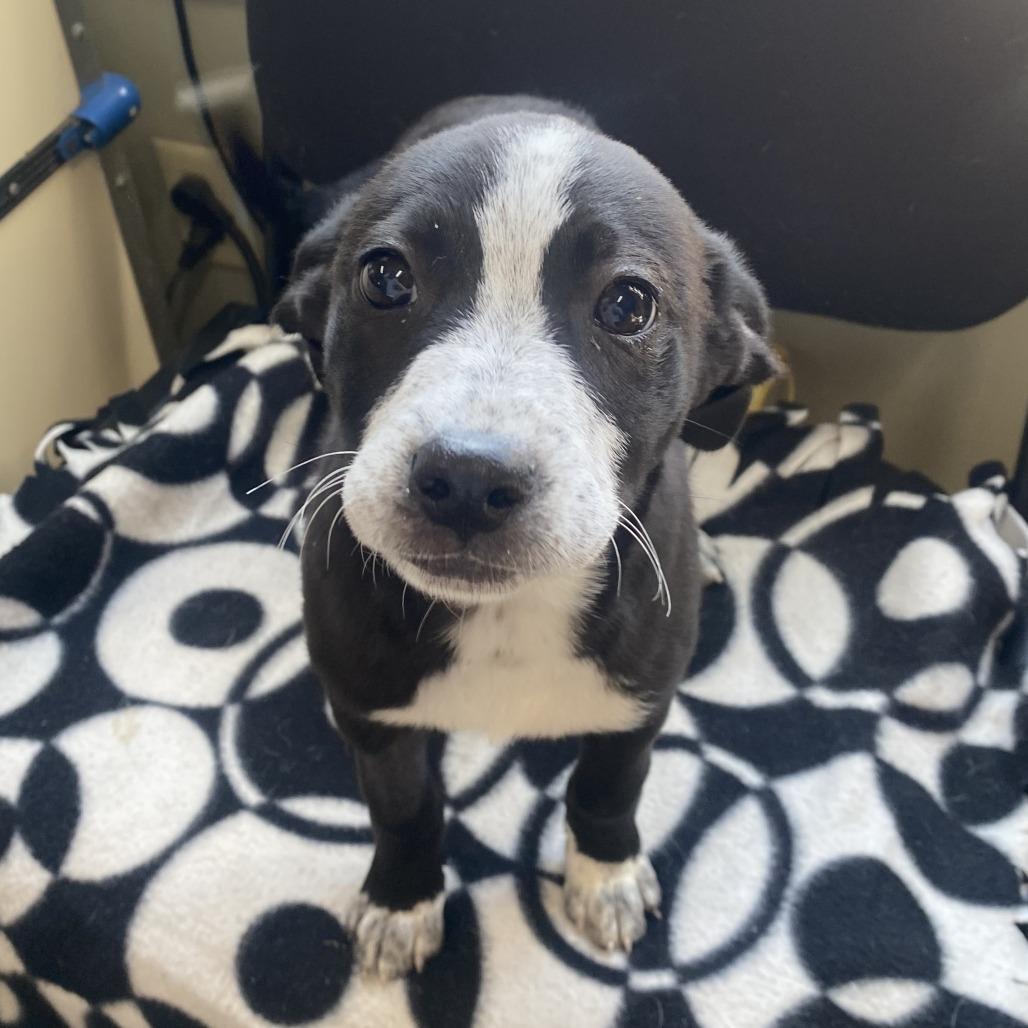 Enlarge Sella, a Adoptable mixed breed in Wadena, MN image 1/5