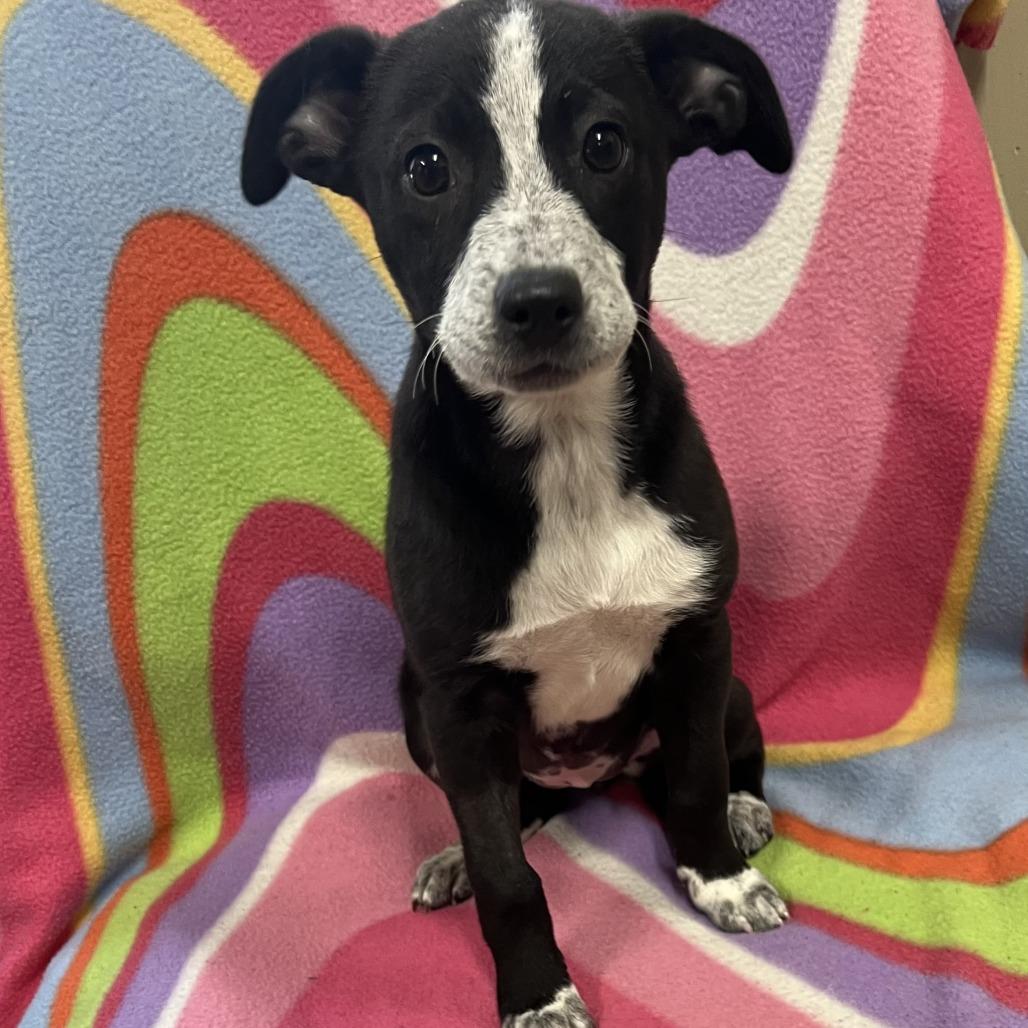 Enlarge Sella, a Adoptable mixed breed in Wadena, MN image 2/5