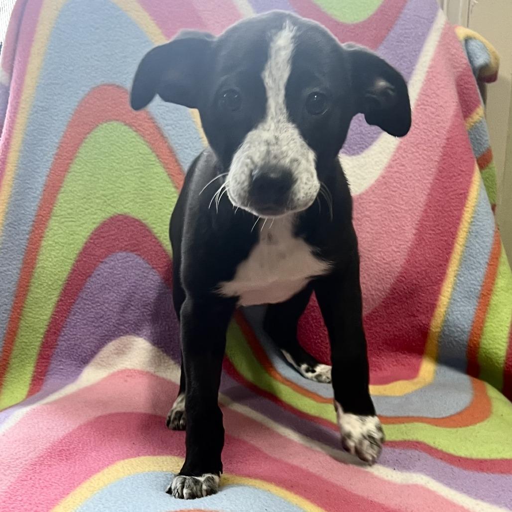 Enlarge Sella, a Adoptable mixed breed in Wadena, MN image 3/5