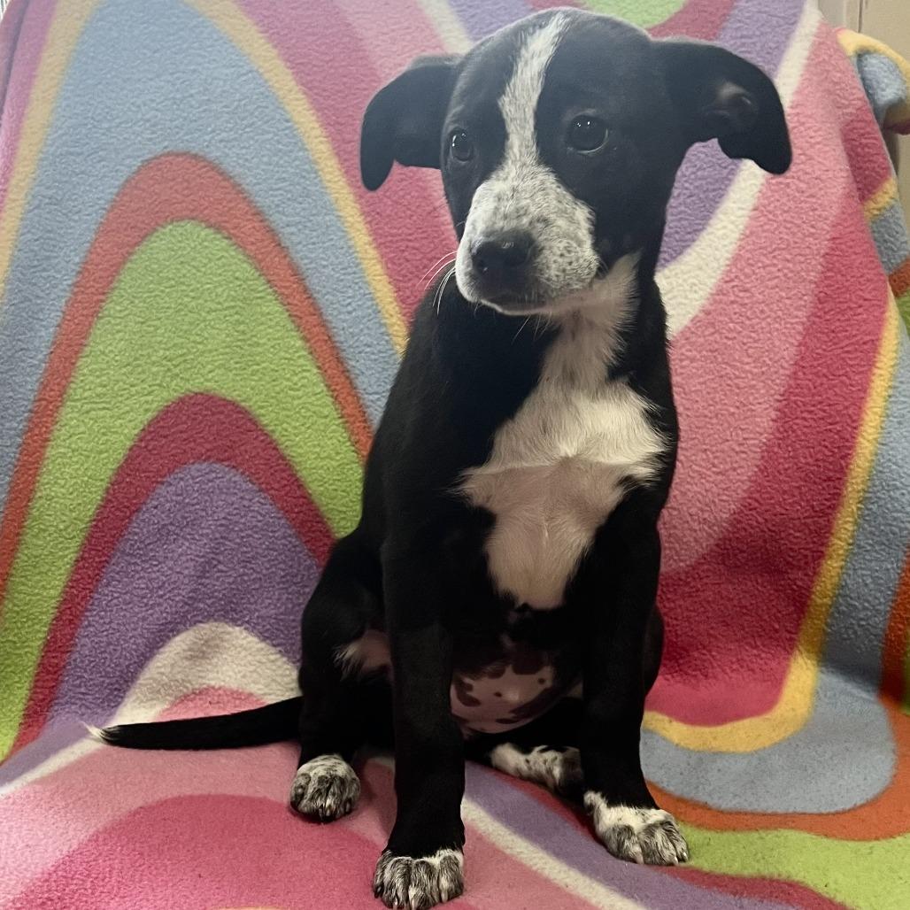 Enlarge Sella, a Adoptable mixed breed in Wadena, MN image 4/5