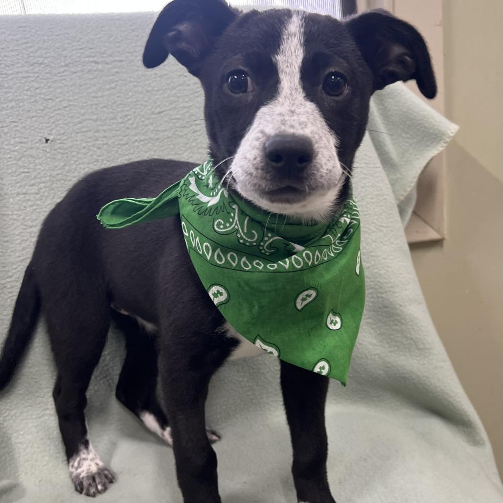 Enlarge Sella, a Adoptable mixed breed in Wadena, MN image 5/6