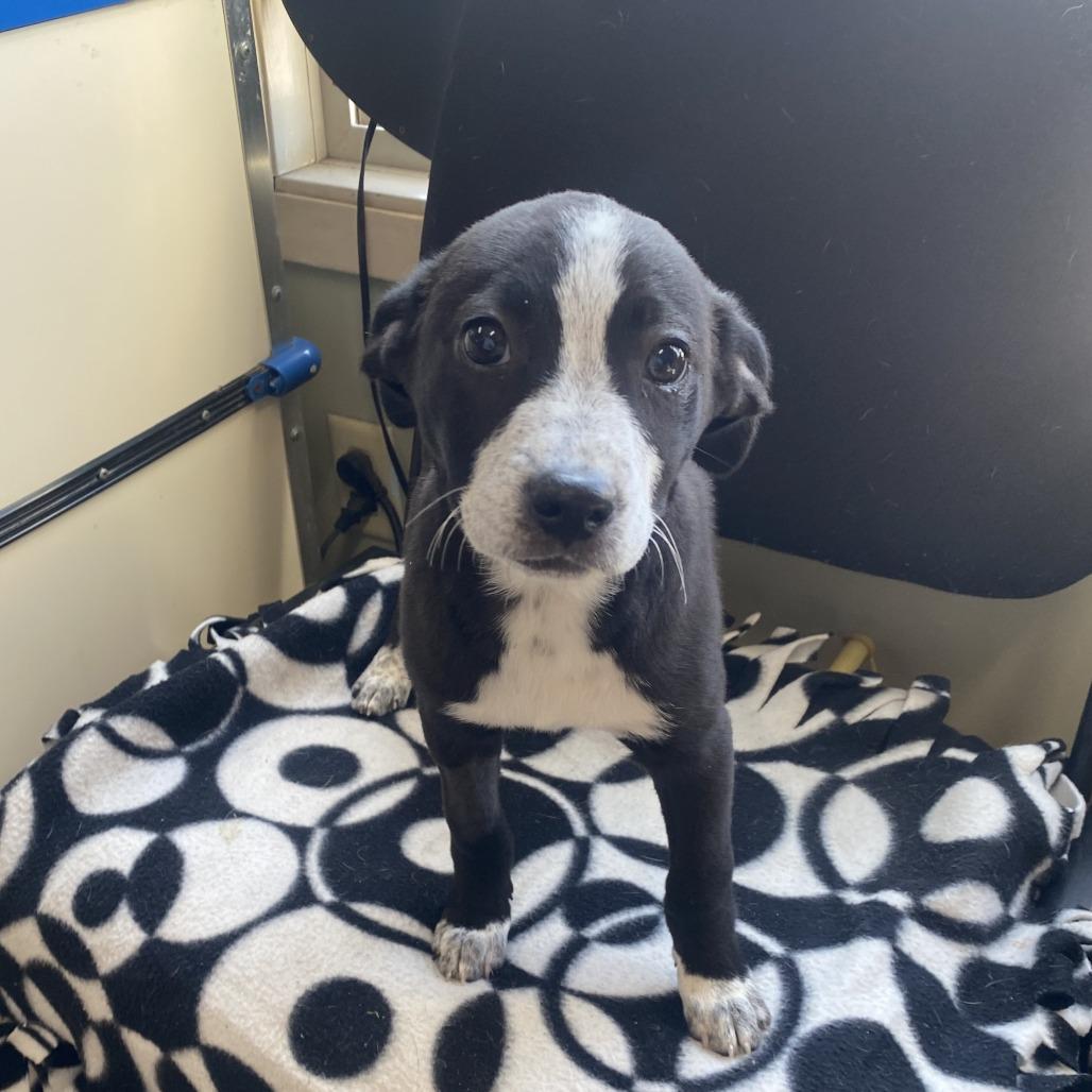 Enlarge Sella, a Adoptable mixed breed in Wadena, MN image 5/5