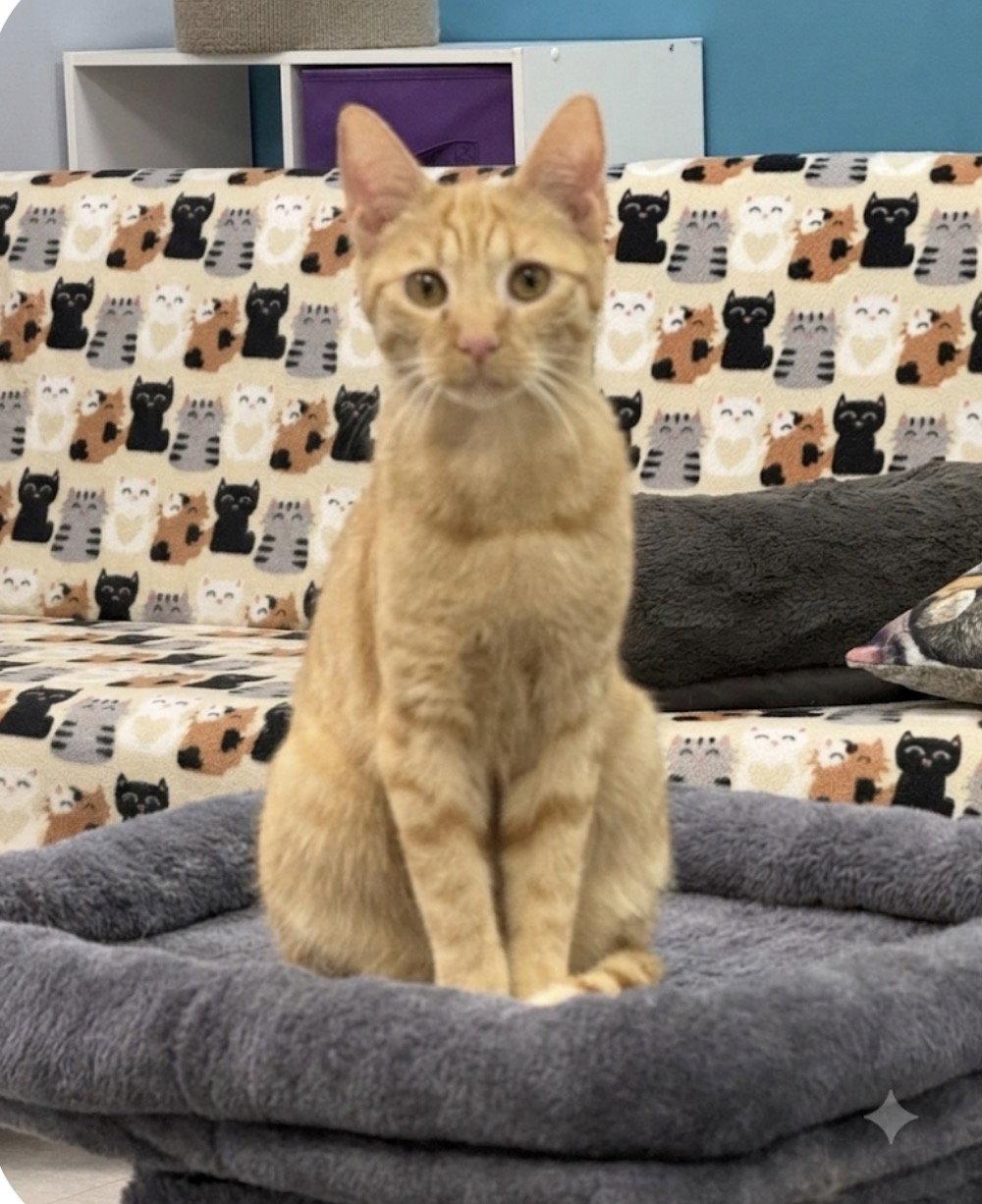 Ophelia, Adoptable, Young Female Domestic Short Hair.