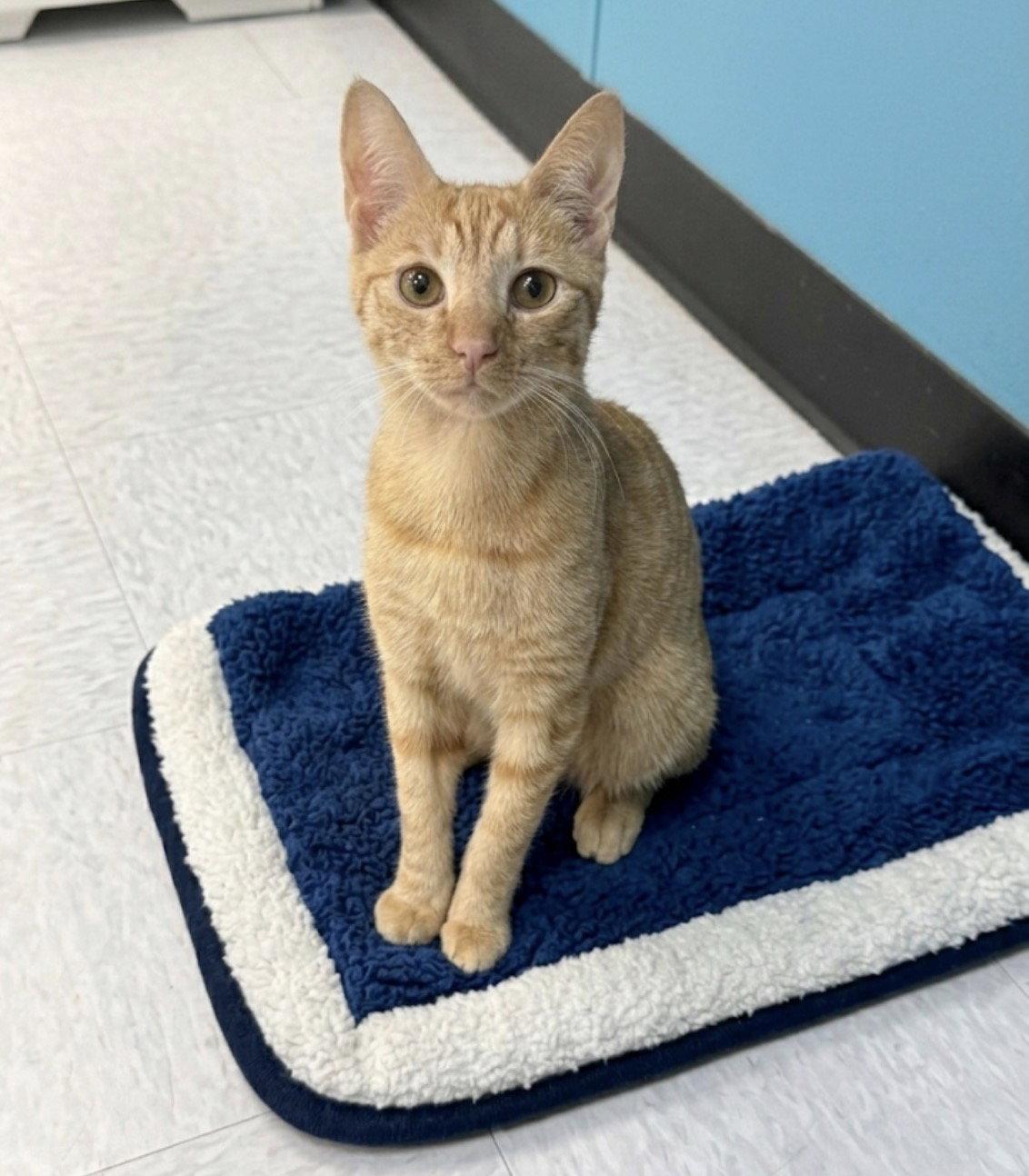 Ophelia, a Adoptable Domestic Short Hair in Newtown Square, PA image 2/3