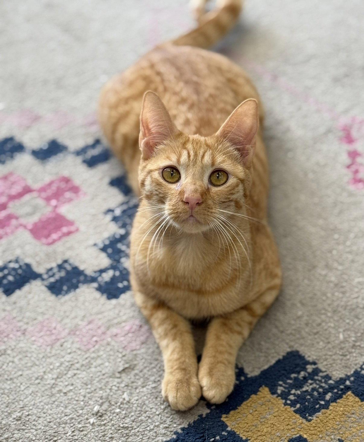Ophelia, a Adoptable Domestic Short Hair in Newtown Square, PA image 3/3