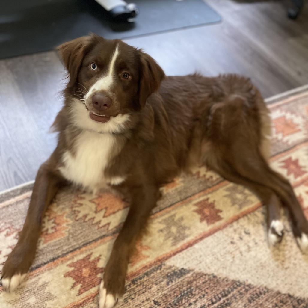 Enlarge Maple, a Adoptable Australian Shepherd in Alexandria, VA image 1/1